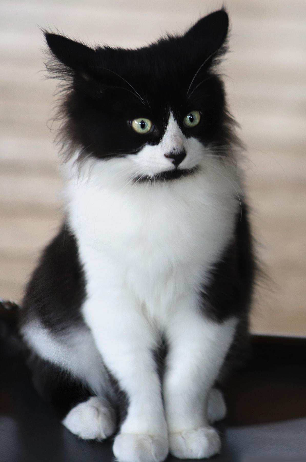 Enlarge Elton, an adopted Domestic Medium Hair in North Fort Myers, FL image 3/3
