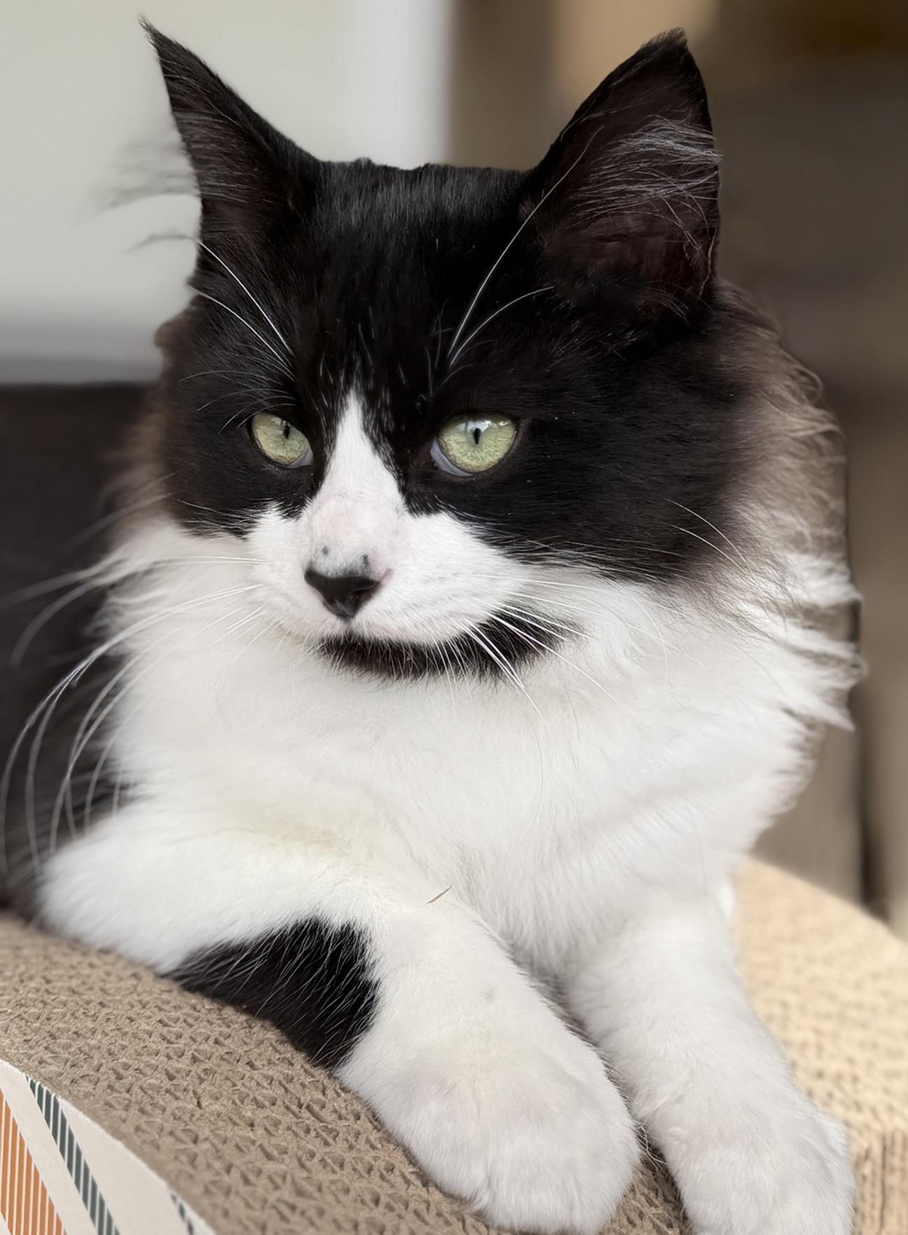 Enlarge Elton, an adopted Domestic Medium Hair in North Fort Myers, FL image 1/3