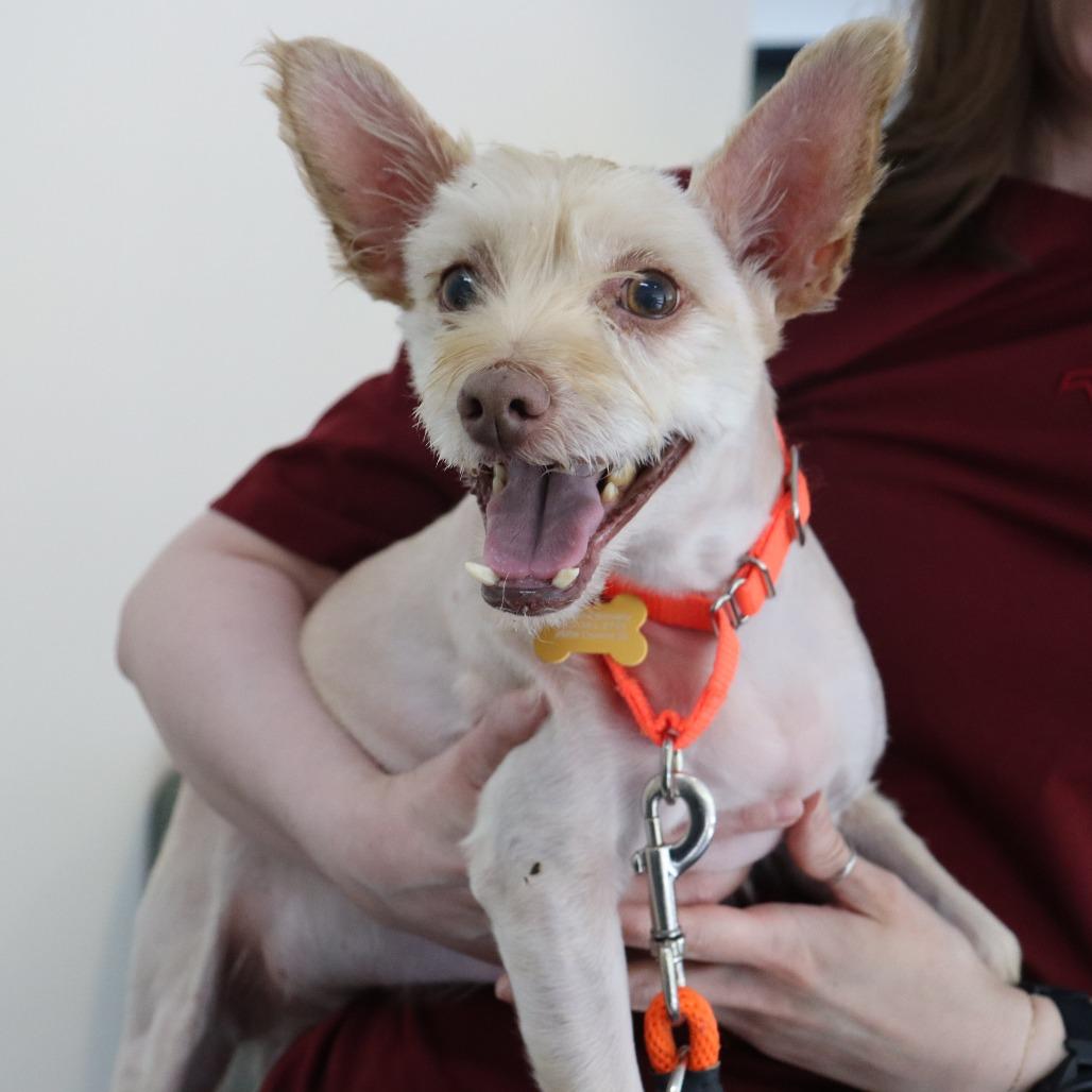 Jerry, Adoptable, Senior Male Terrier & Mixed Breed.