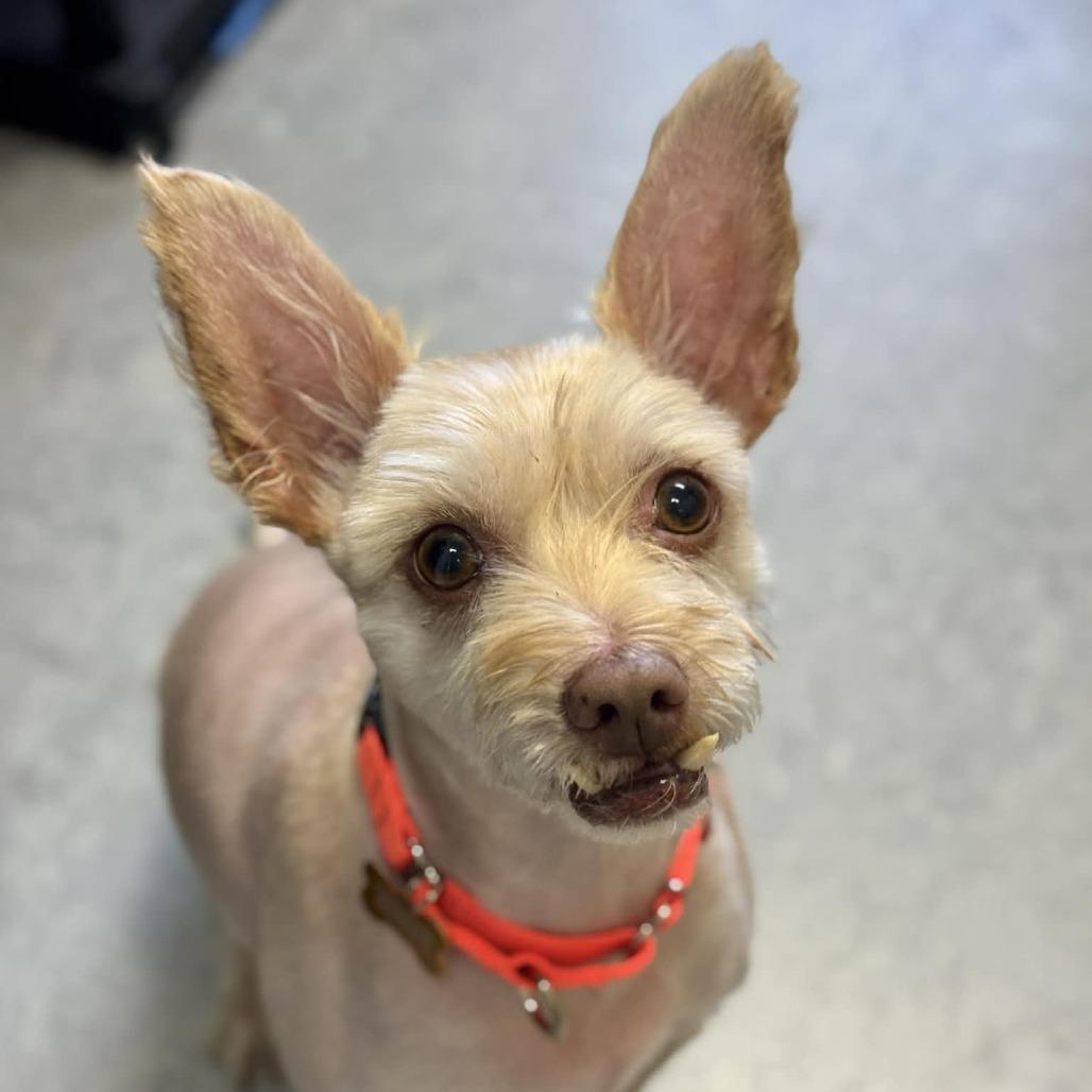 Jerry, a Adoptable mixed breed in Tacoma, WA image 2/3