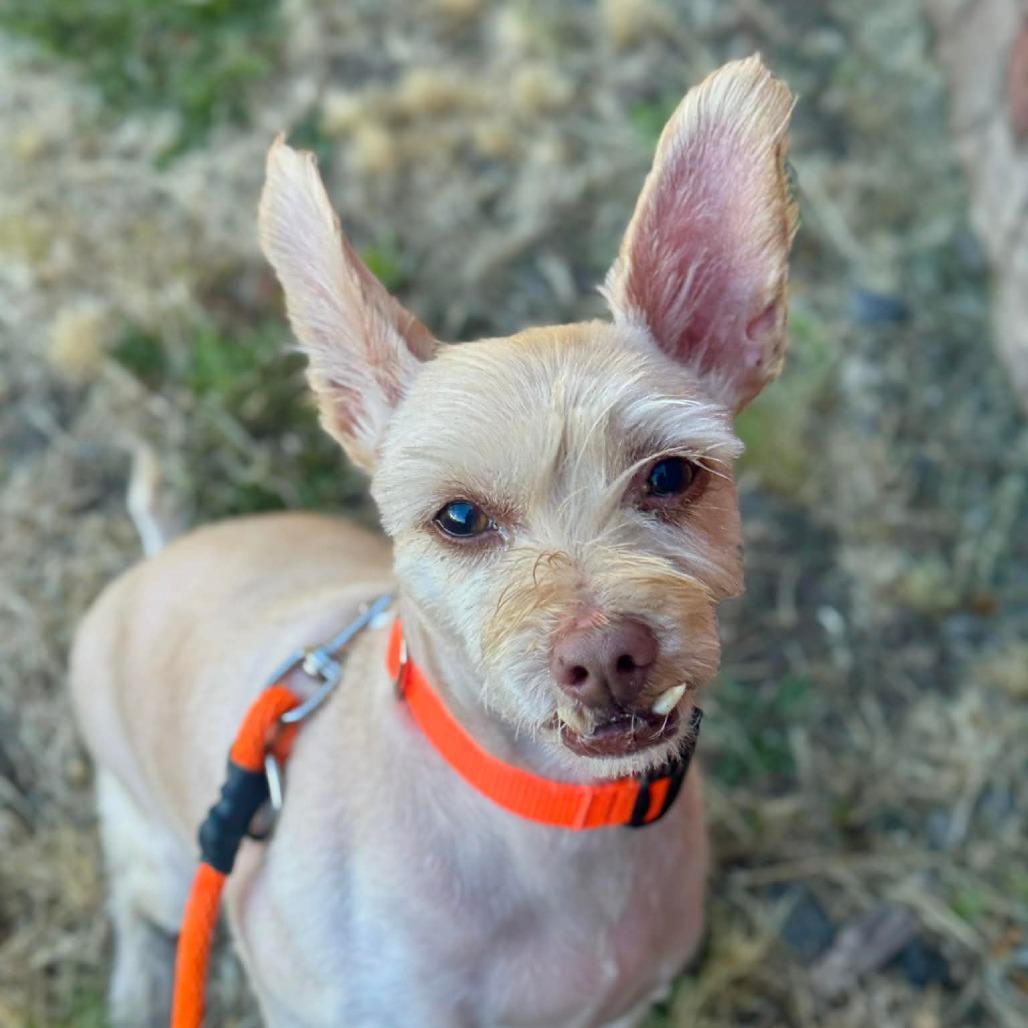 Jerry, a Adoptable mixed breed in Tacoma, WA image 3/3