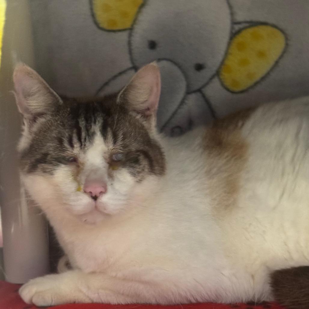 Niles, Adoptable, Adult Male Domestic Short Hair.
