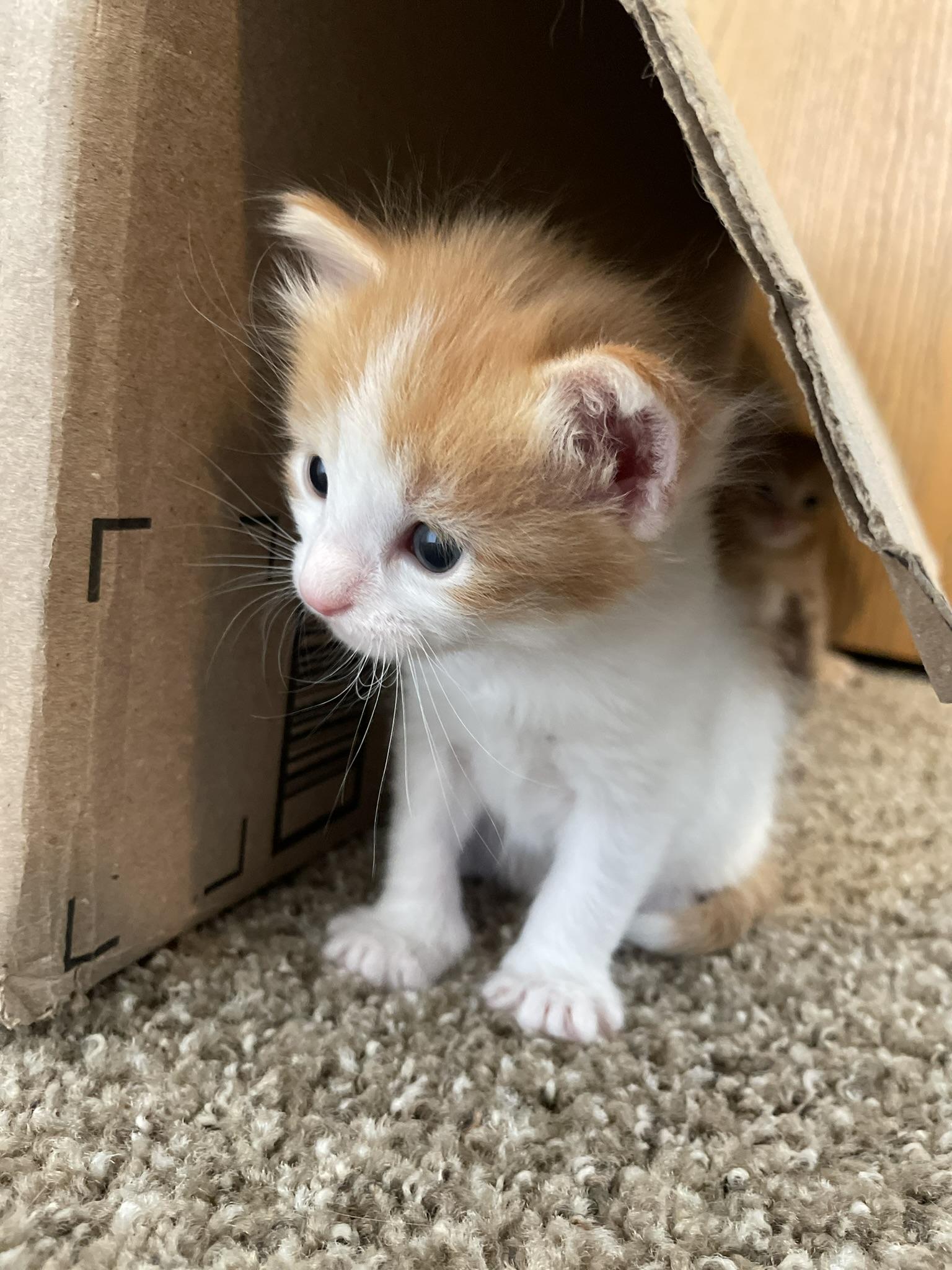 Enlarge Louie, a Adopted mixed breed in Springfield, MO image 1/1