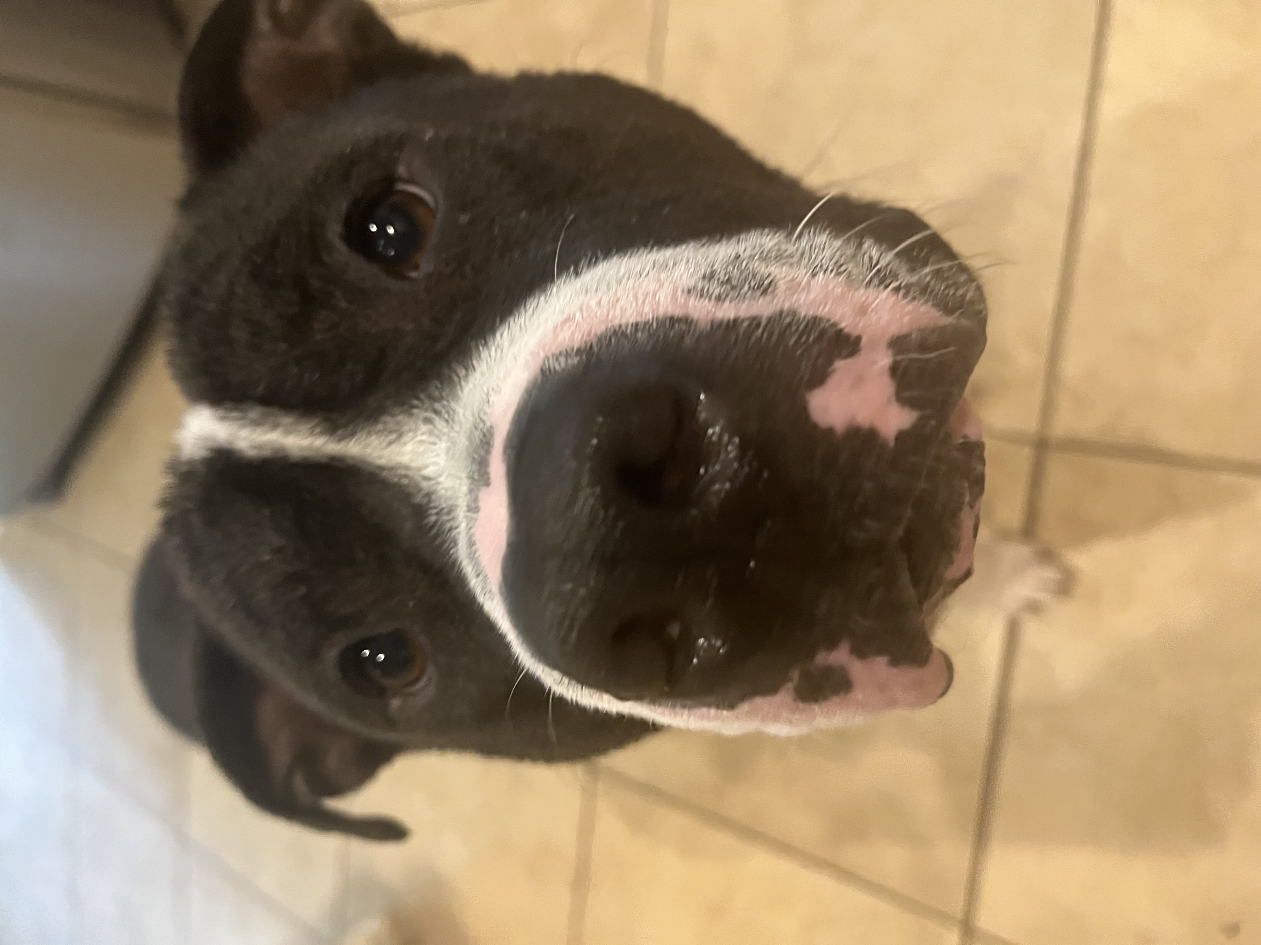 Enlarge Teddy Bear, a Adopted mixed breed in Scottsville, KY image 2/5