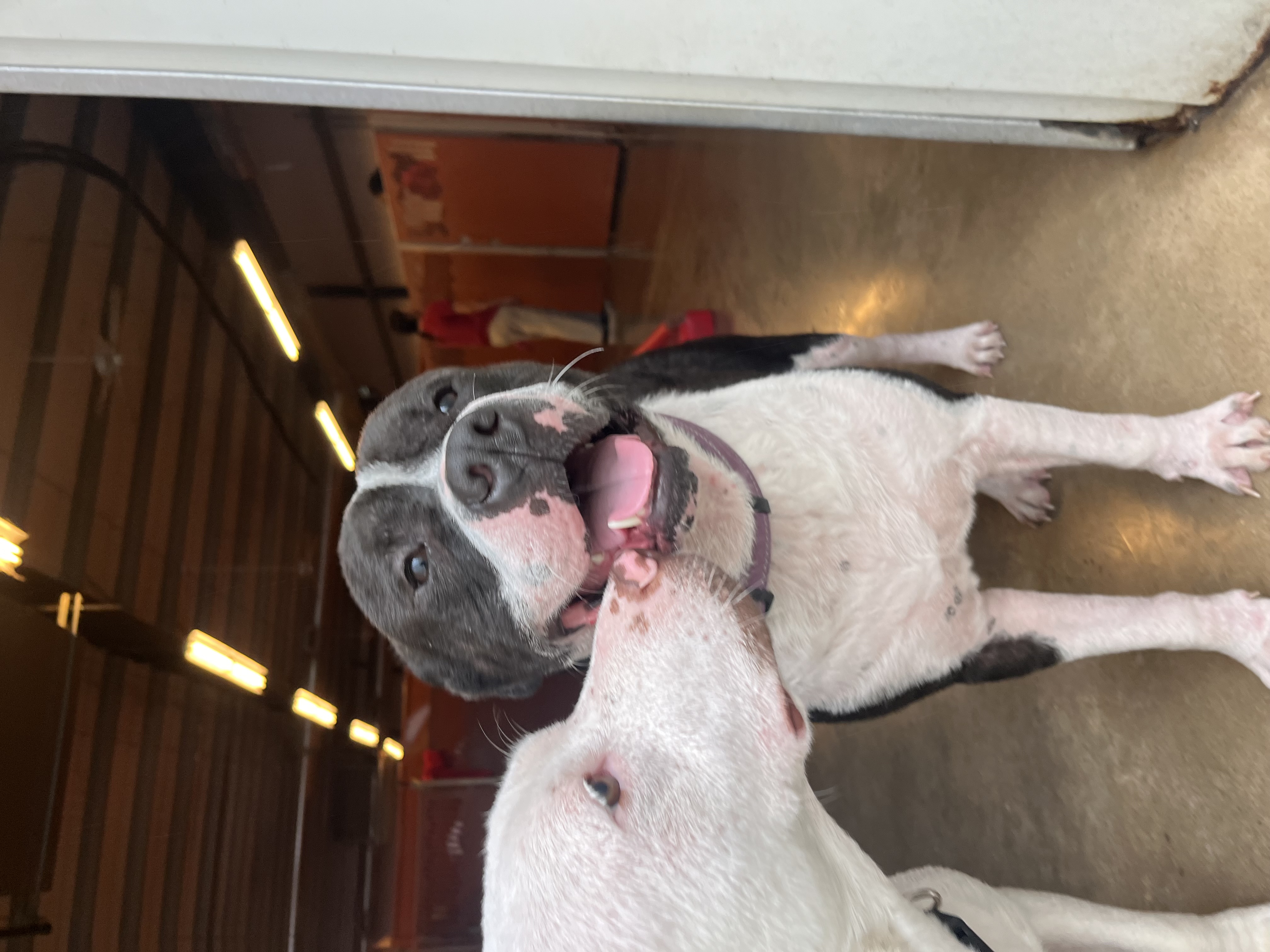 Enlarge Teddy Bear, a Adopted mixed breed in Scottsville, KY image 3/5