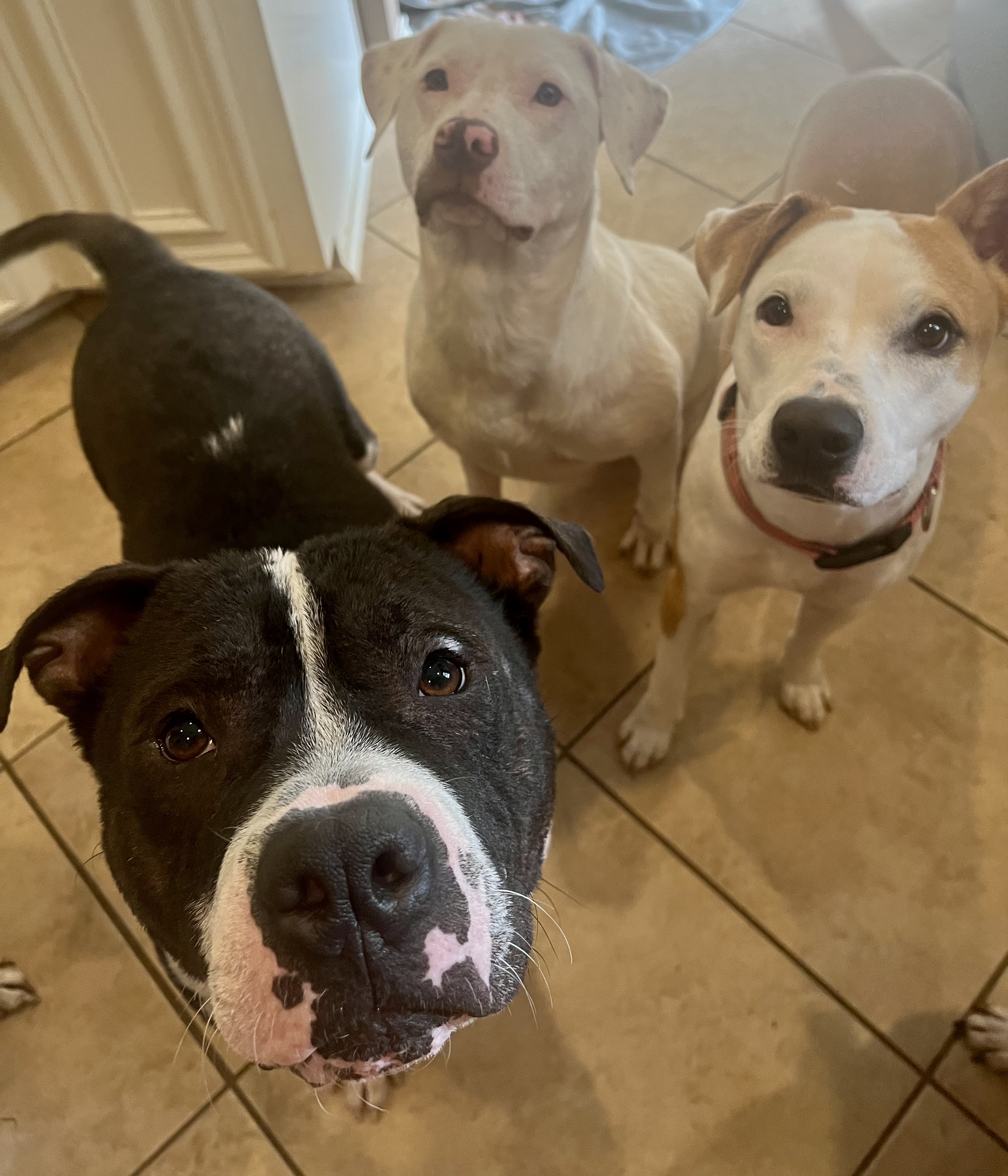 Enlarge Teddy Bear, a Adopted mixed breed in Scottsville, KY image 4/5