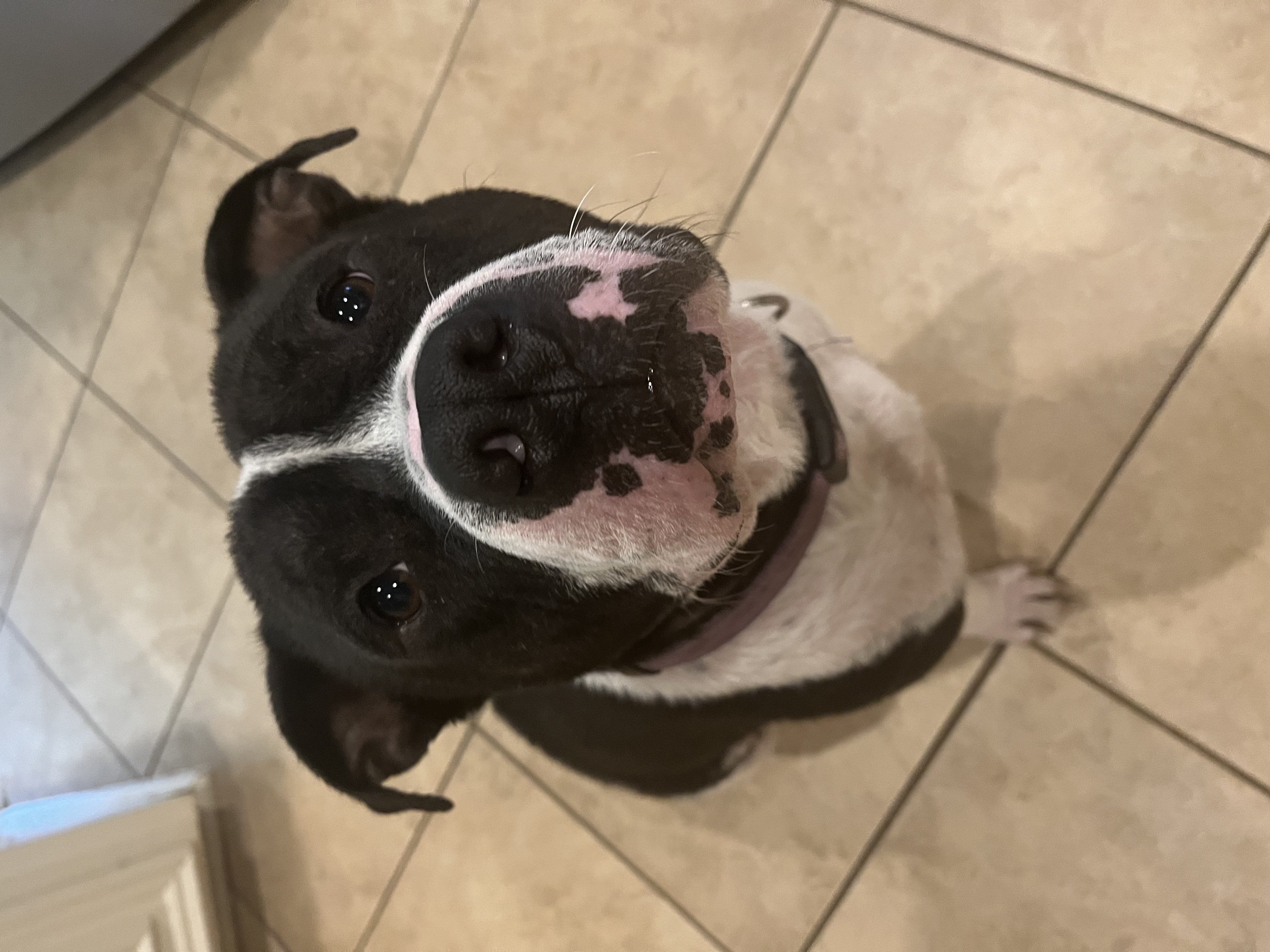 Enlarge Teddy Bear, a Adopted mixed breed in Scottsville, KY image 5/5