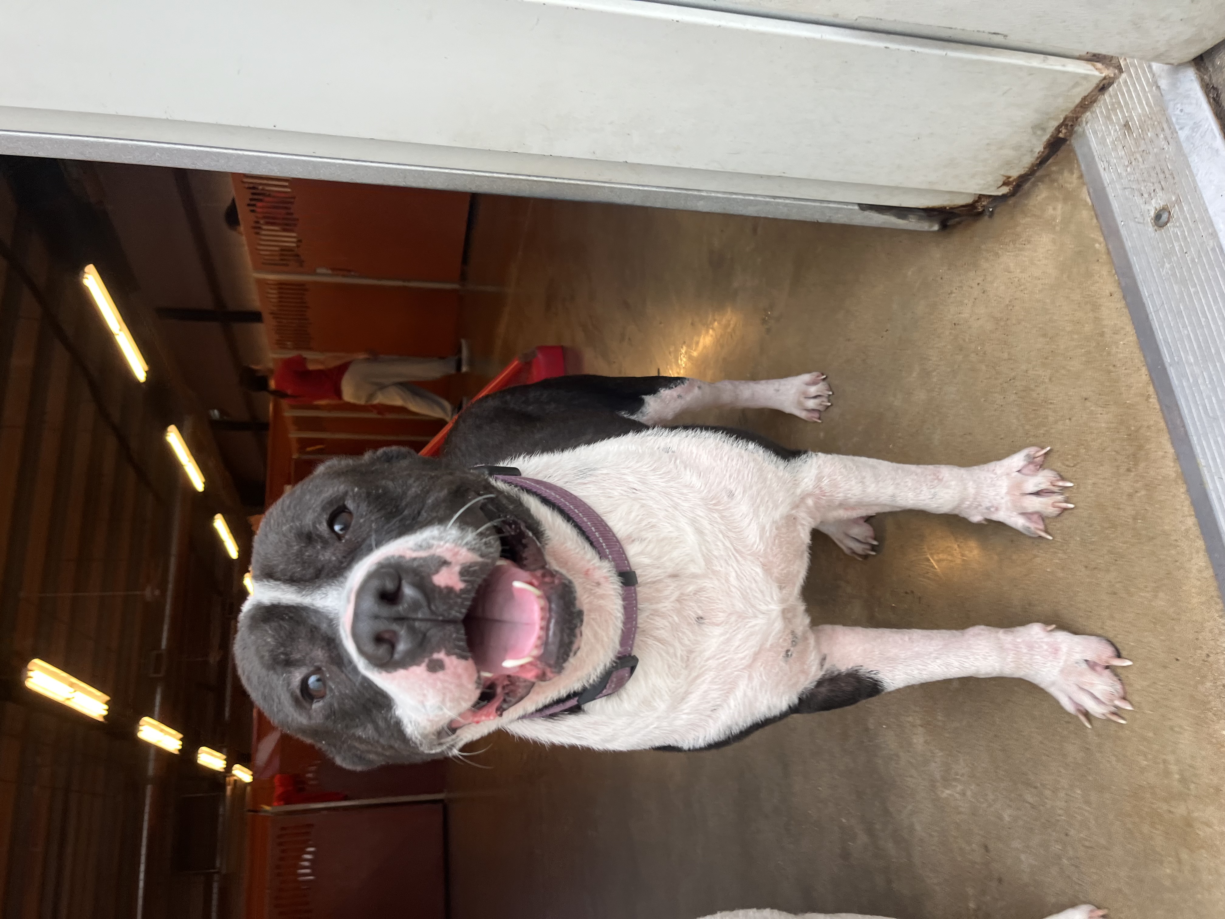 Teddy Bear, Adopted, Adult Male Pit Bull Terrier.