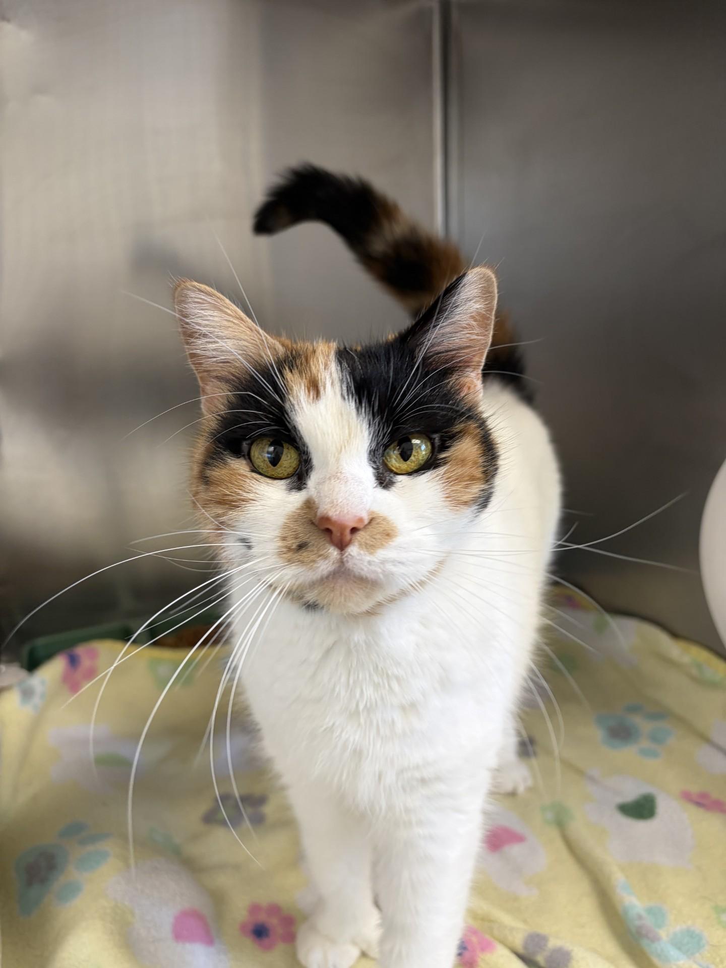 Eliza, ADOPTABLE, Young Female Calico.