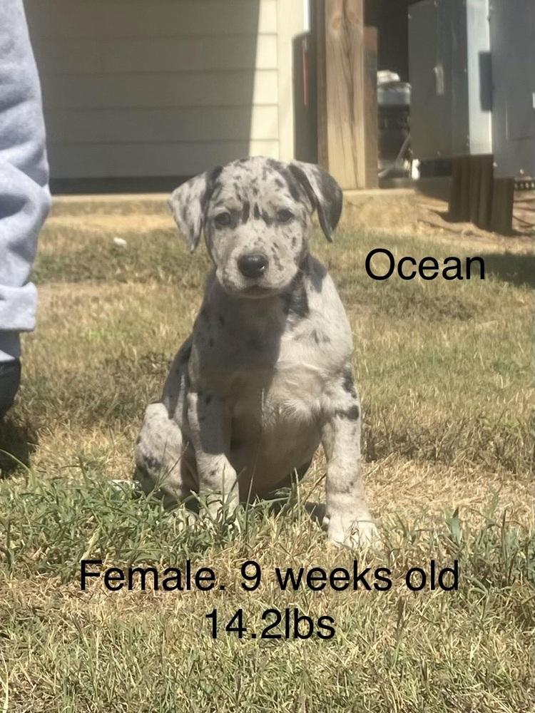 Ocean, Adoptable, Puppy Female Boxer & Labrador Retriever.