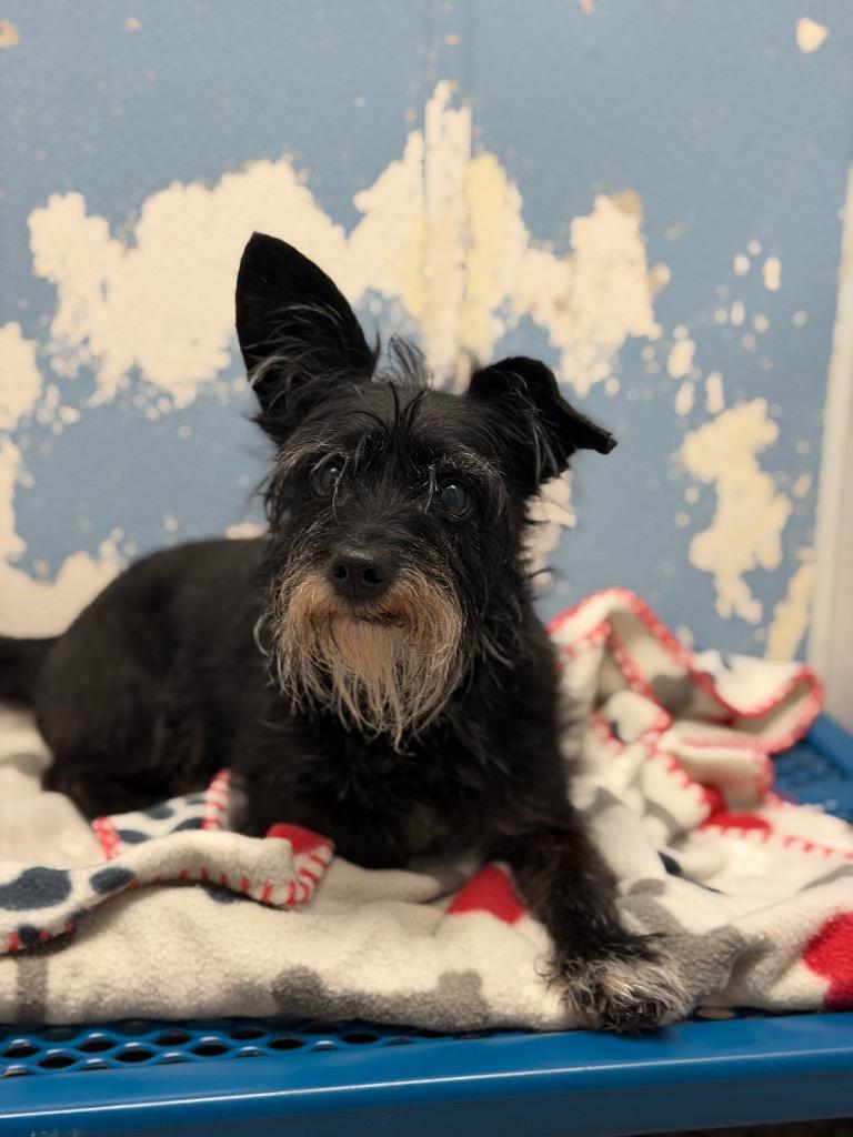 Ricky, ADOPTABLE, Senior Male Terrier.