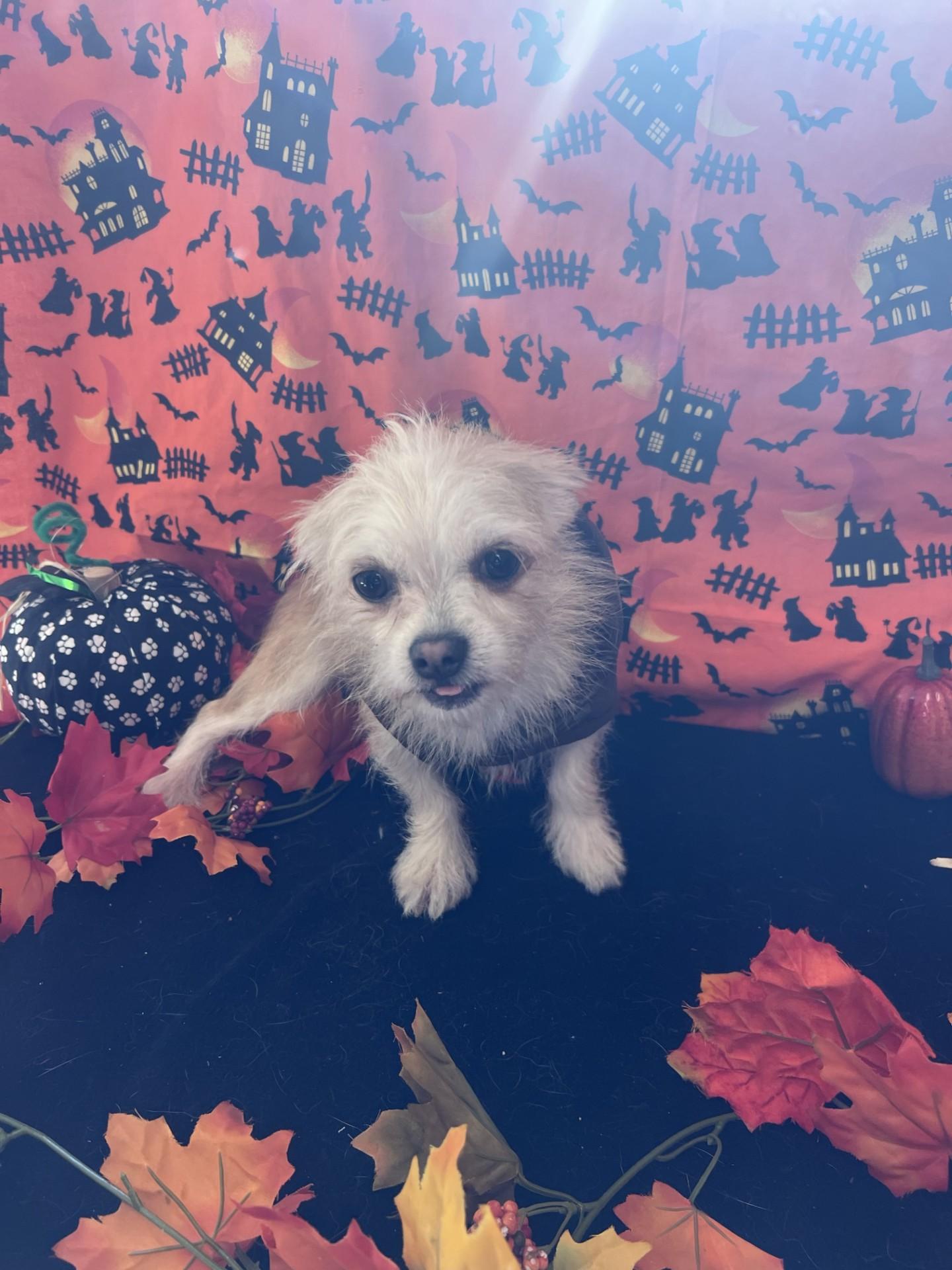 Haywire, Adopted, Adult Male Chihuahua.