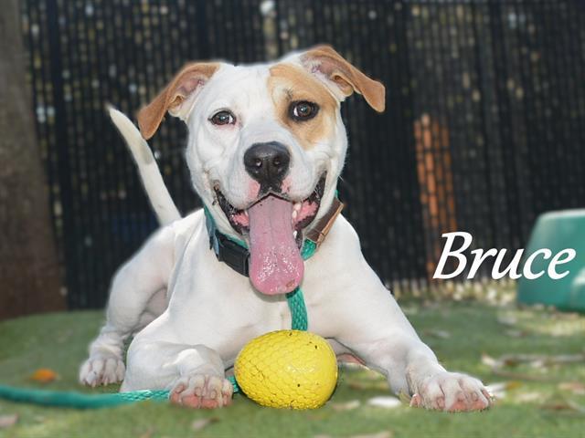 Enlarge BRUCE, a Adoptable Mixed Breed in Palmetto, FL image 1/1