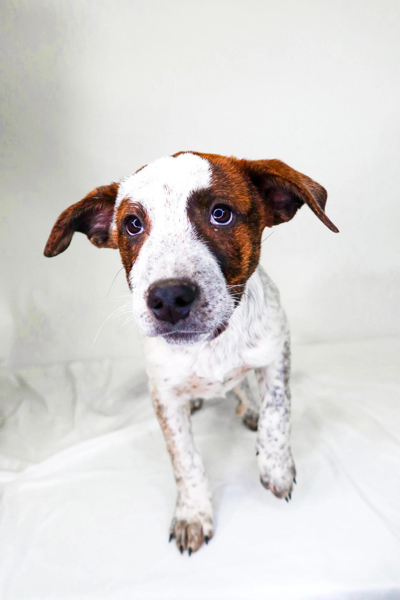 Chestnut Praline, ADOPTABLE, Puppy Male Australian Cattle Dog / Blue Heeler & Great Pyrenees.