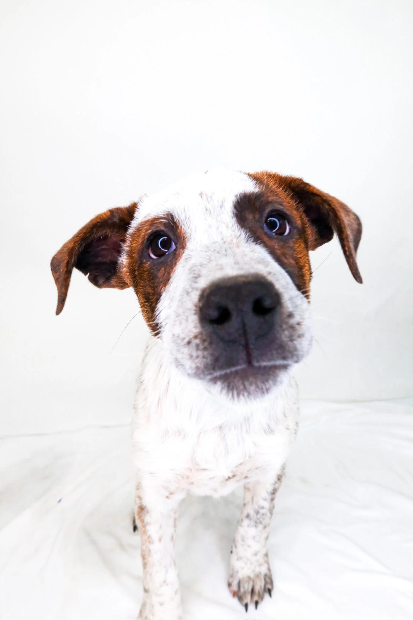 Enlarge Chestnut Praline, a ADOPTABLE mixed breed in Bixby, OK image 2/4