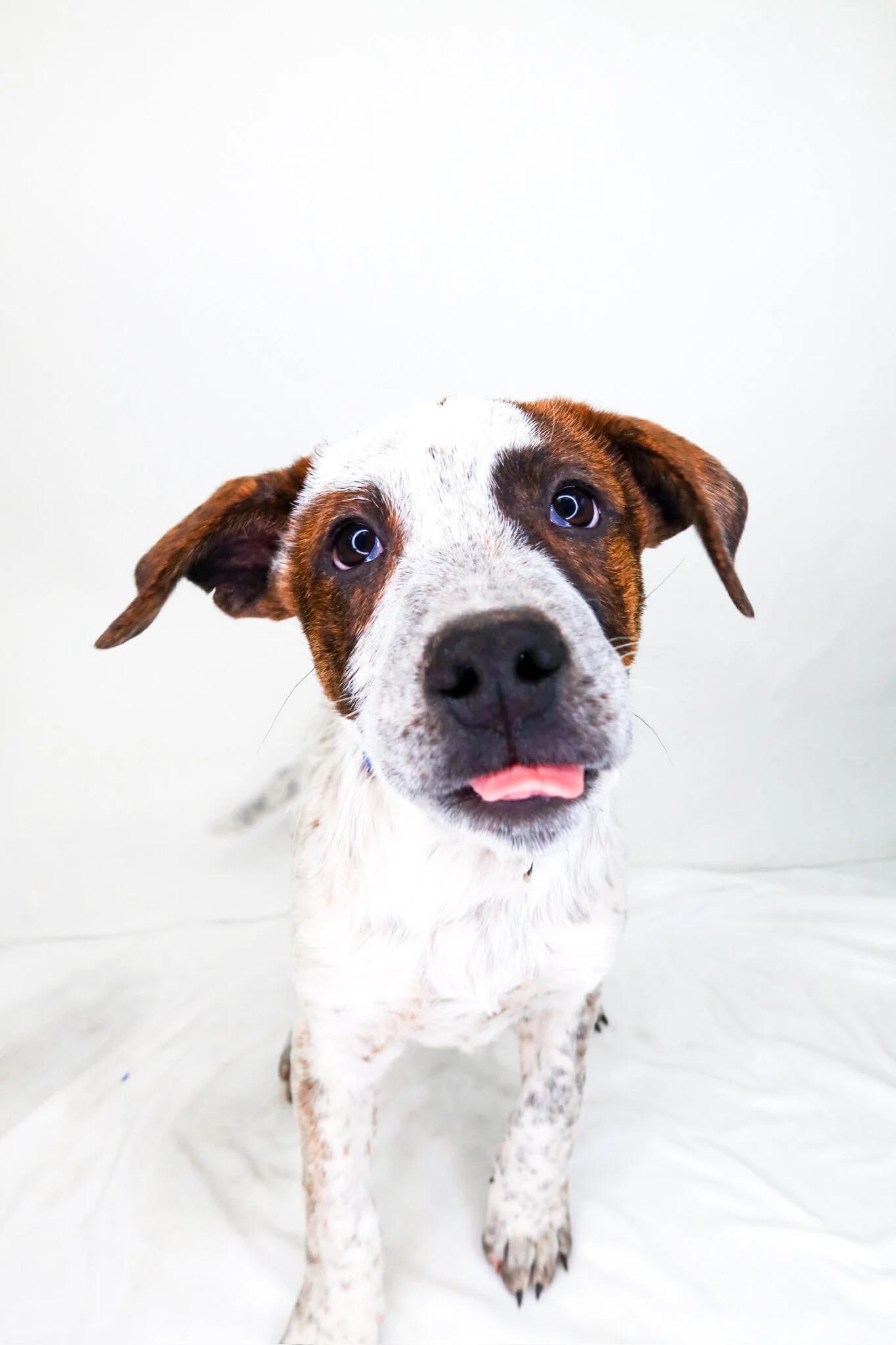 Enlarge Chestnut Praline, a ADOPTABLE mixed breed in Bixby, OK image 3/4