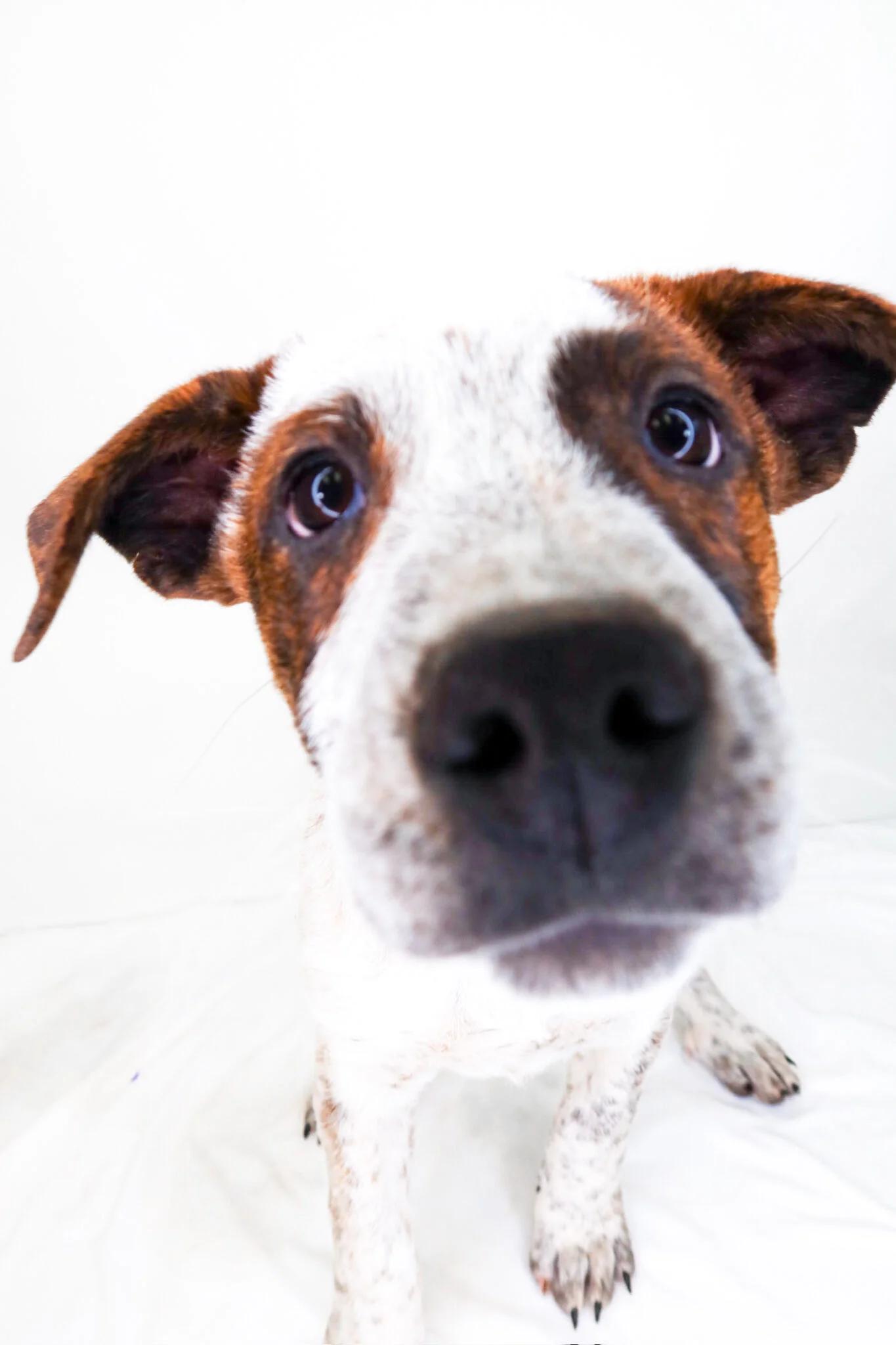 Enlarge Chestnut Praline, a ADOPTABLE mixed breed in Bixby, OK image 4/4