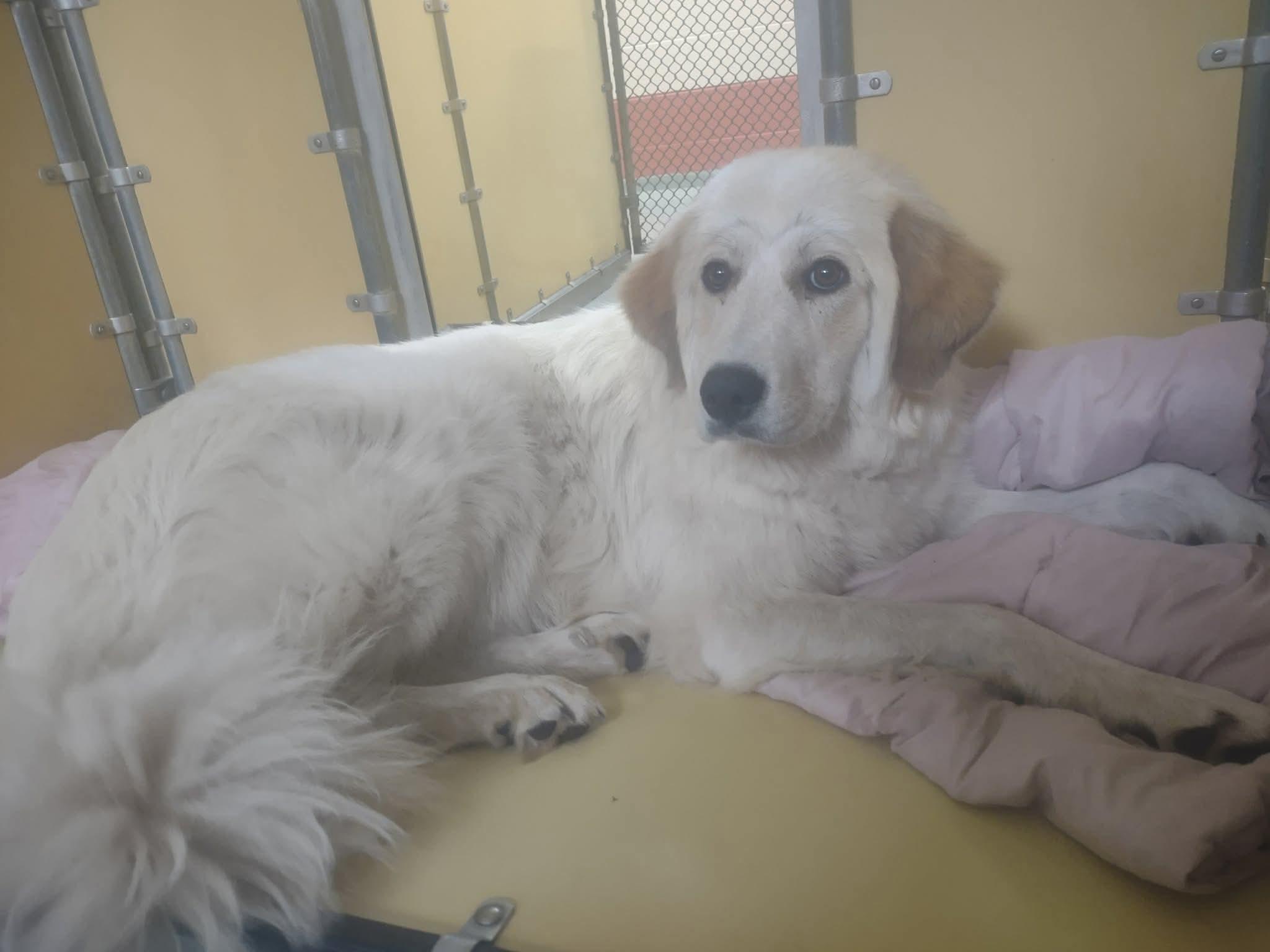 Enlarge Parmesan Cheese, a ADOPTABLE Great Pyrenees in Culpeper, VA image 1/1