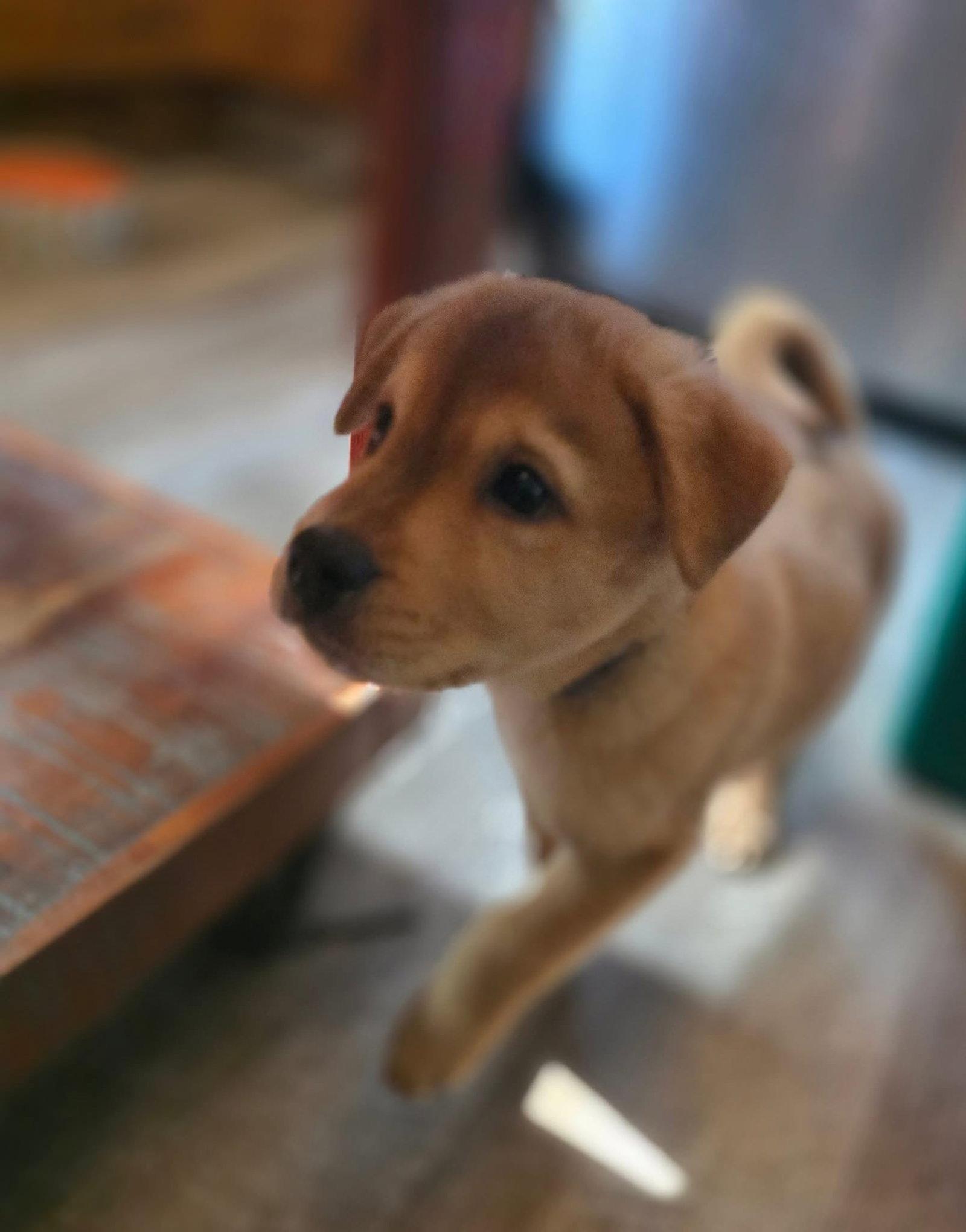 Viper, Adopted, Puppy Male Terrier.