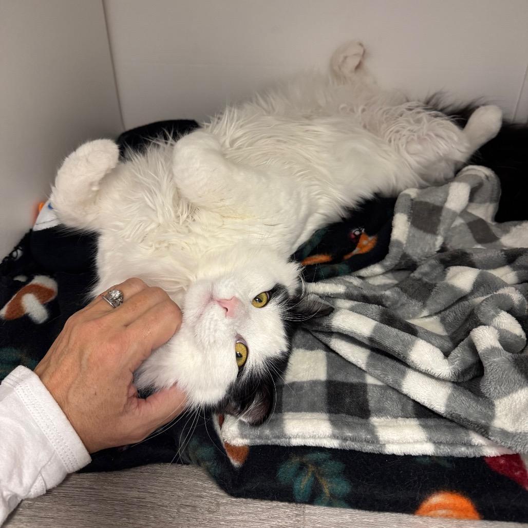 Enlarge Dobby, a Adoptable Domestic Long Hair in Port Angeles, WA image 1/6