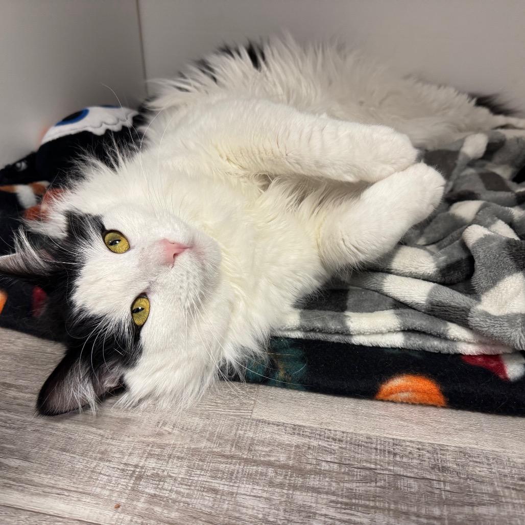 Enlarge Dobby, a Adoptable Domestic Long Hair in Port Angeles, WA image 2/6