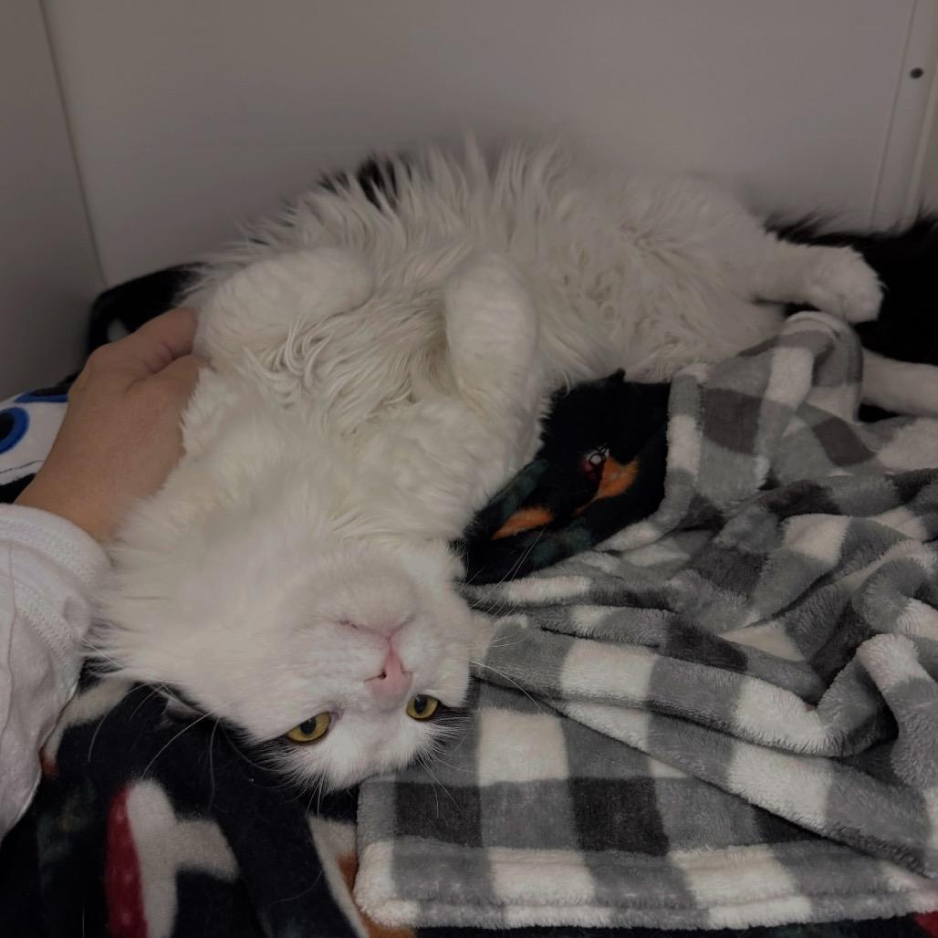 Enlarge Dobby, a Adoptable Domestic Long Hair in Port Angeles, WA image 3/6