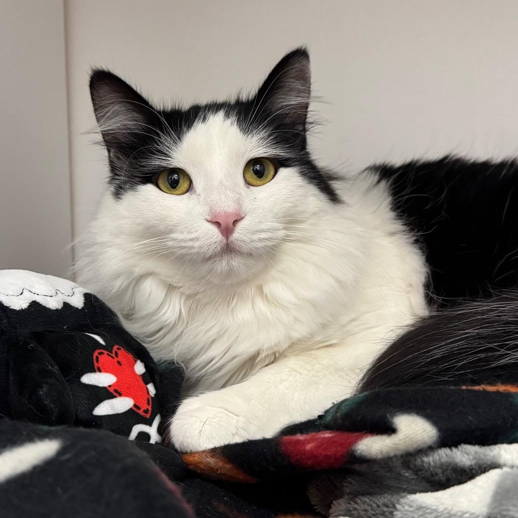 Enlarge Dobby, a Adoptable Domestic Long Hair in Port Angeles, WA image 4/6