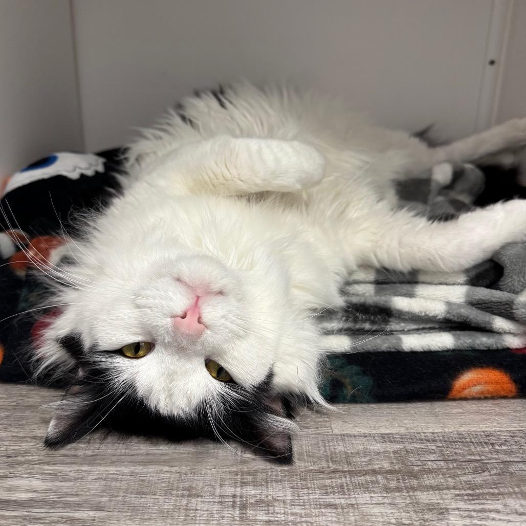 Enlarge Dobby, a Adoptable Domestic Long Hair in Port Angeles, WA image 5/6