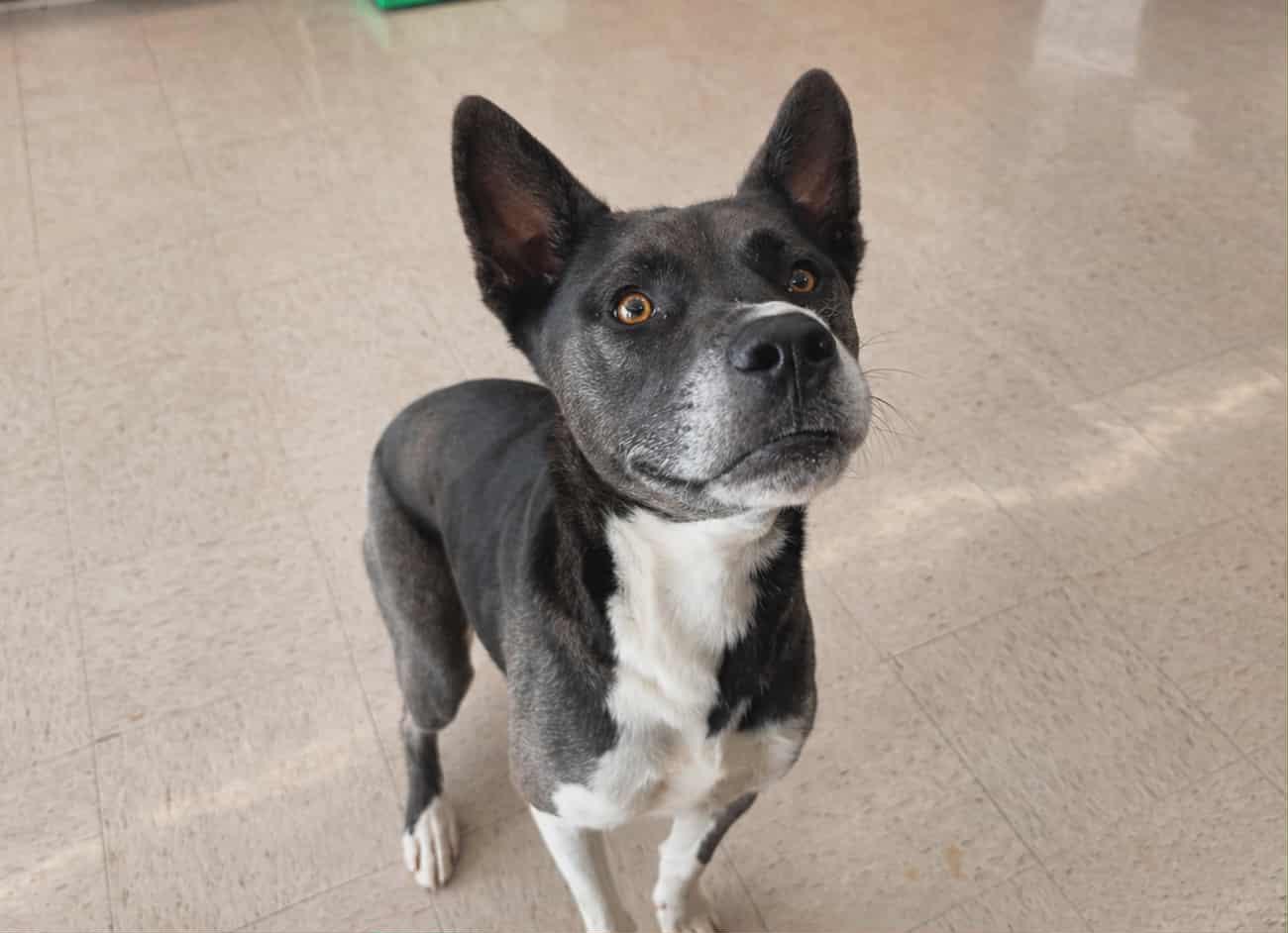 Enlarge SIMON, a Adoptable mixed breed in Tacoma, WA image 3/6