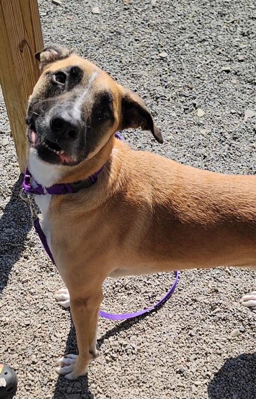 Eleanor, Adoptable, Senior Female Terrier & Mixed Breed.