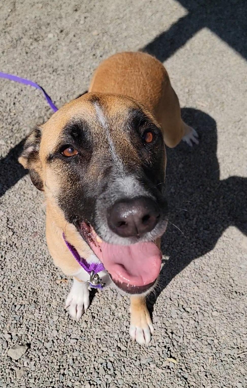 Eleanor, a Adoptable mixed breed in Elmira, NY image 2/3