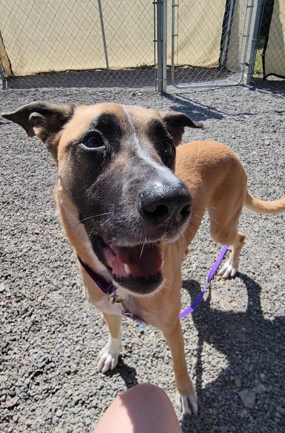 Eleanor, a Adoptable mixed breed in Elmira, NY image 3/3