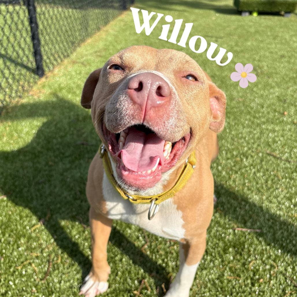 Enlarge Willow, a Adoptable Mixed Breed in Winston-Salem, NC image 1/5