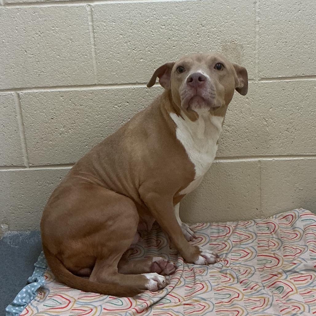 Enlarge Willow, a Adoptable Mixed Breed in Winston-Salem, NC image 2/5