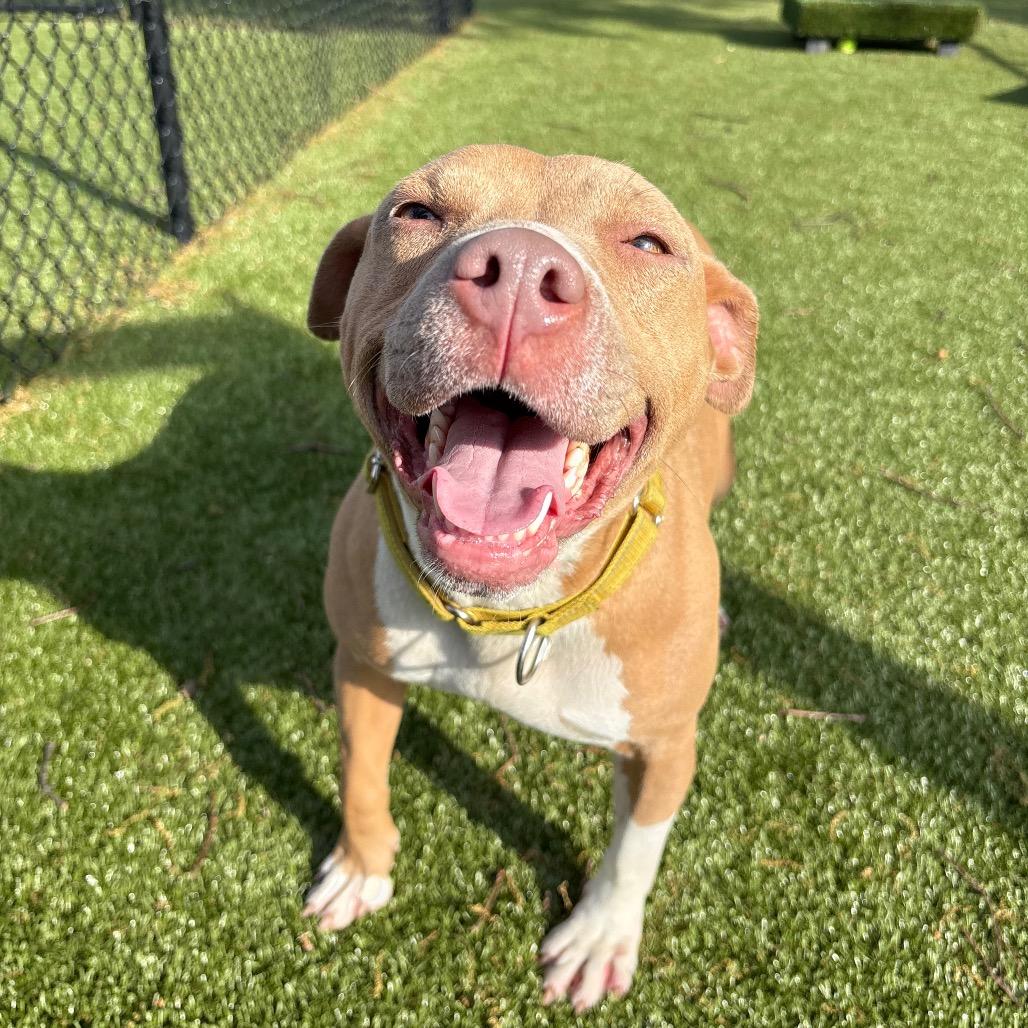 Enlarge Willow, a Adoptable Mixed Breed in Winston-Salem, NC image 3/5