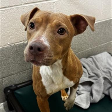 Enlarge Willow, a Adoptable Mixed Breed in Winston-Salem, NC image 4/5