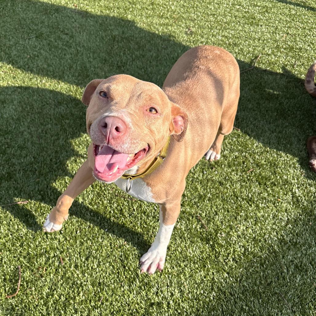 Enlarge Willow, a Adoptable Mixed Breed in Winston-Salem, NC image 5/5