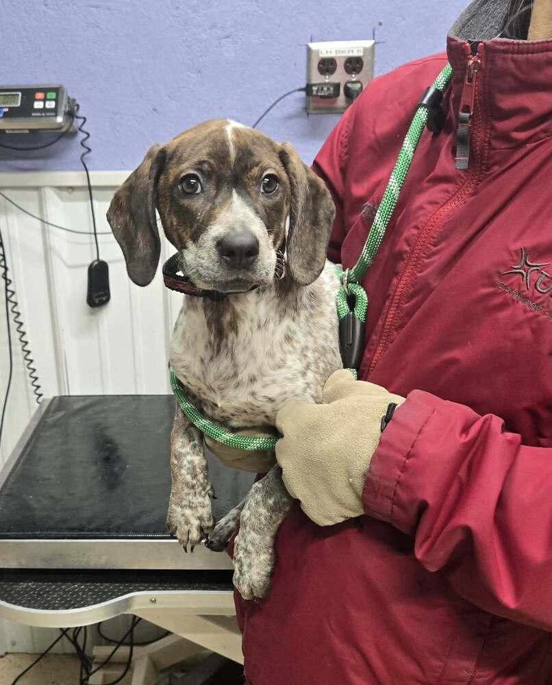 Shelley, Adoptable, Puppy Female German Shorthaired Pointer.