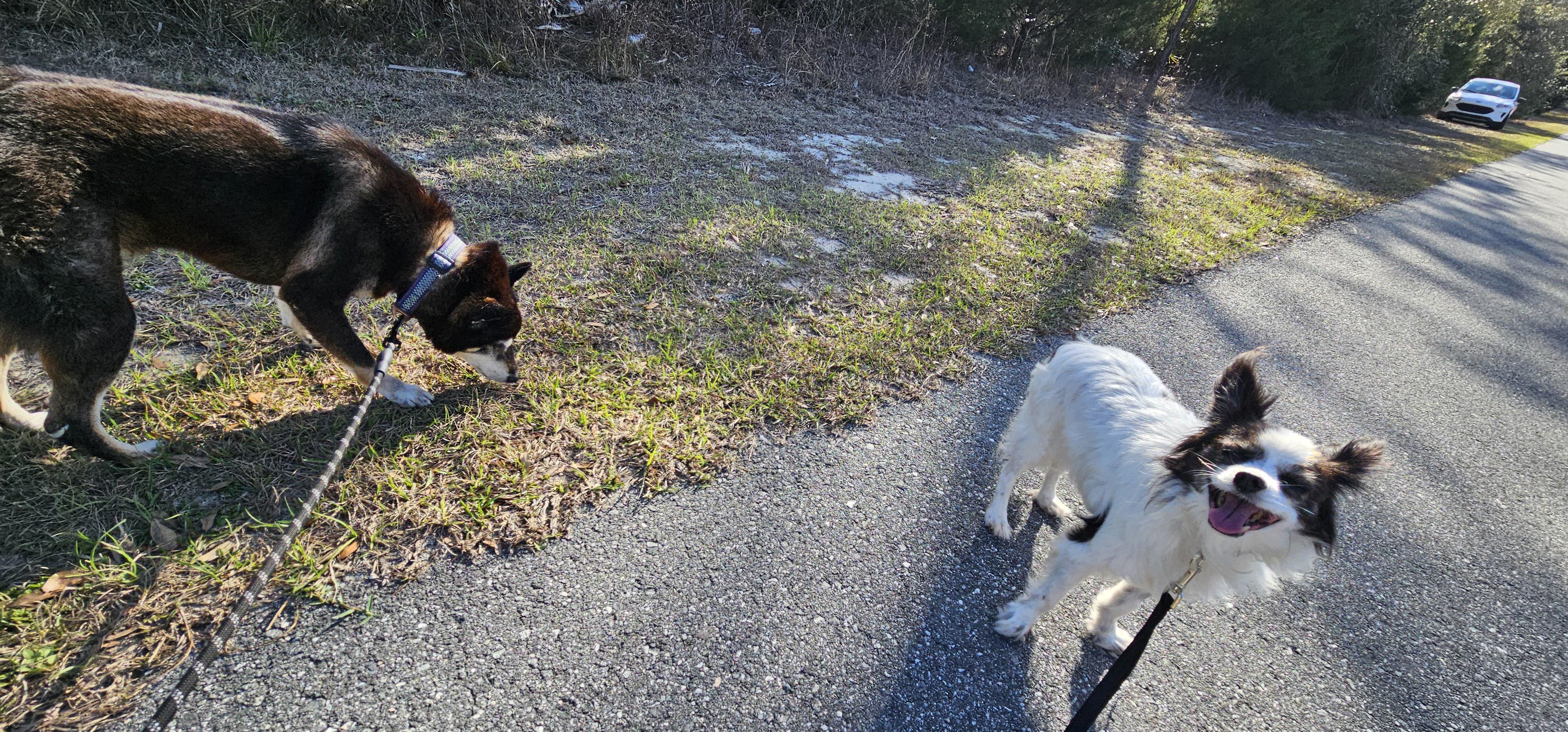 Enlarge Badger, a ADOPTABLE Shiba Inu in Weeki Wachee, FL image 4/6