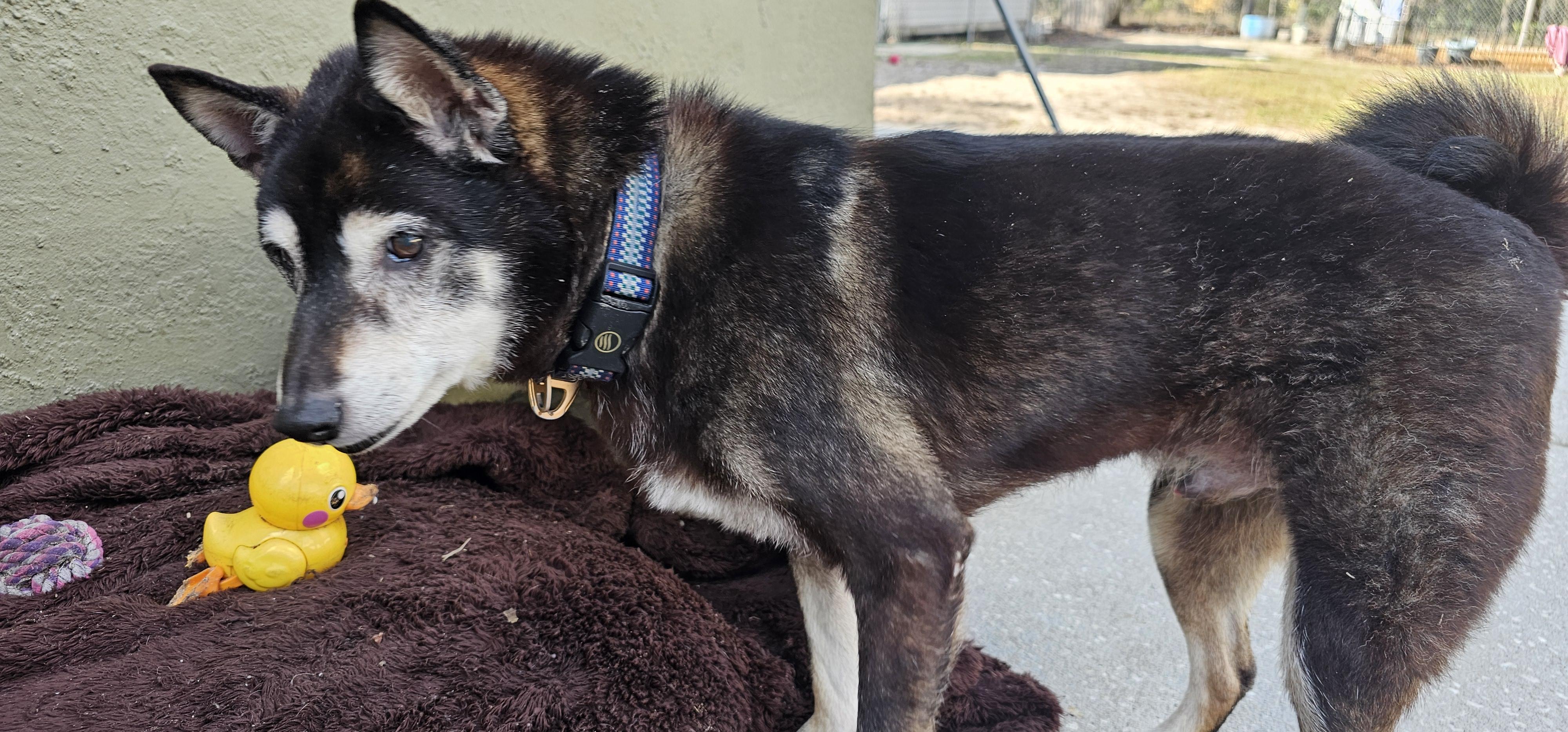 Enlarge Badger, a ADOPTABLE Shiba Inu in Weeki Wachee, FL image 5/6