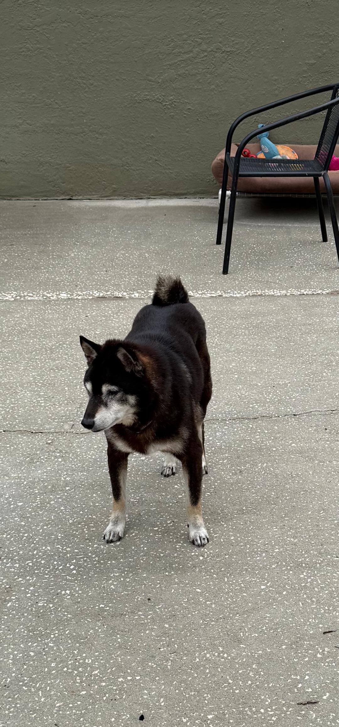 Enlarge Badger, a ADOPTABLE Shiba Inu in Weeki Wachee, FL image 2/6