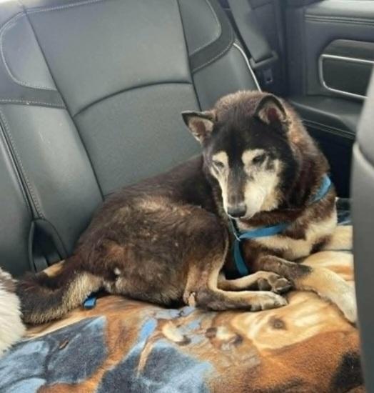 Enlarge Badger, a ADOPTABLE Shiba Inu in Weeki Wachee, FL image 1/6