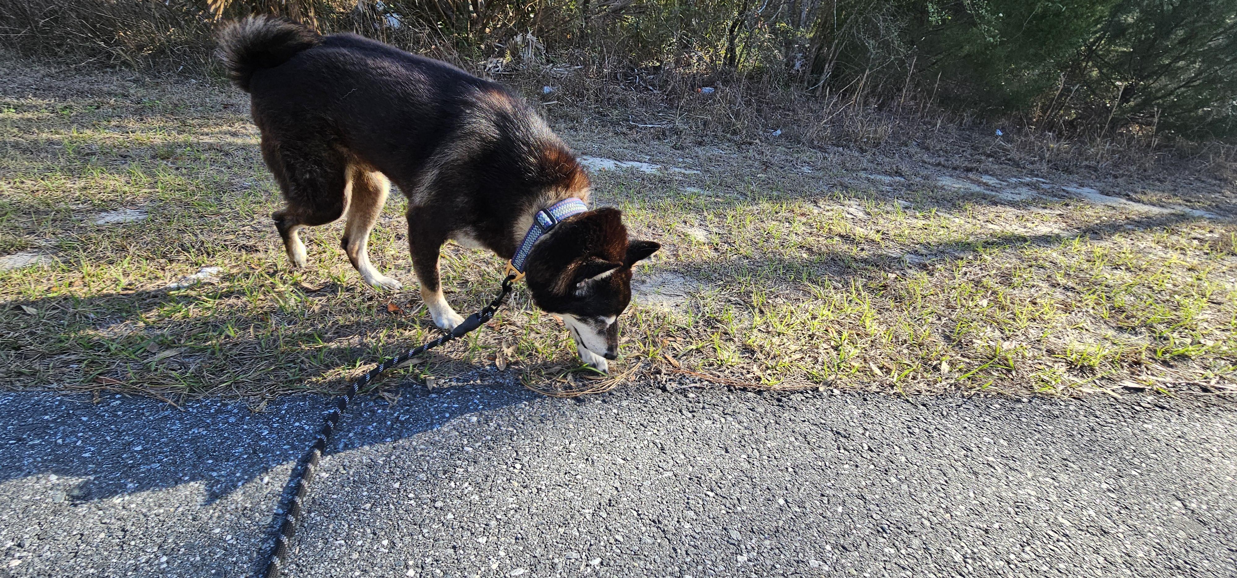 Enlarge Badger, a ADOPTABLE Shiba Inu in Weeki Wachee, FL image 6/6