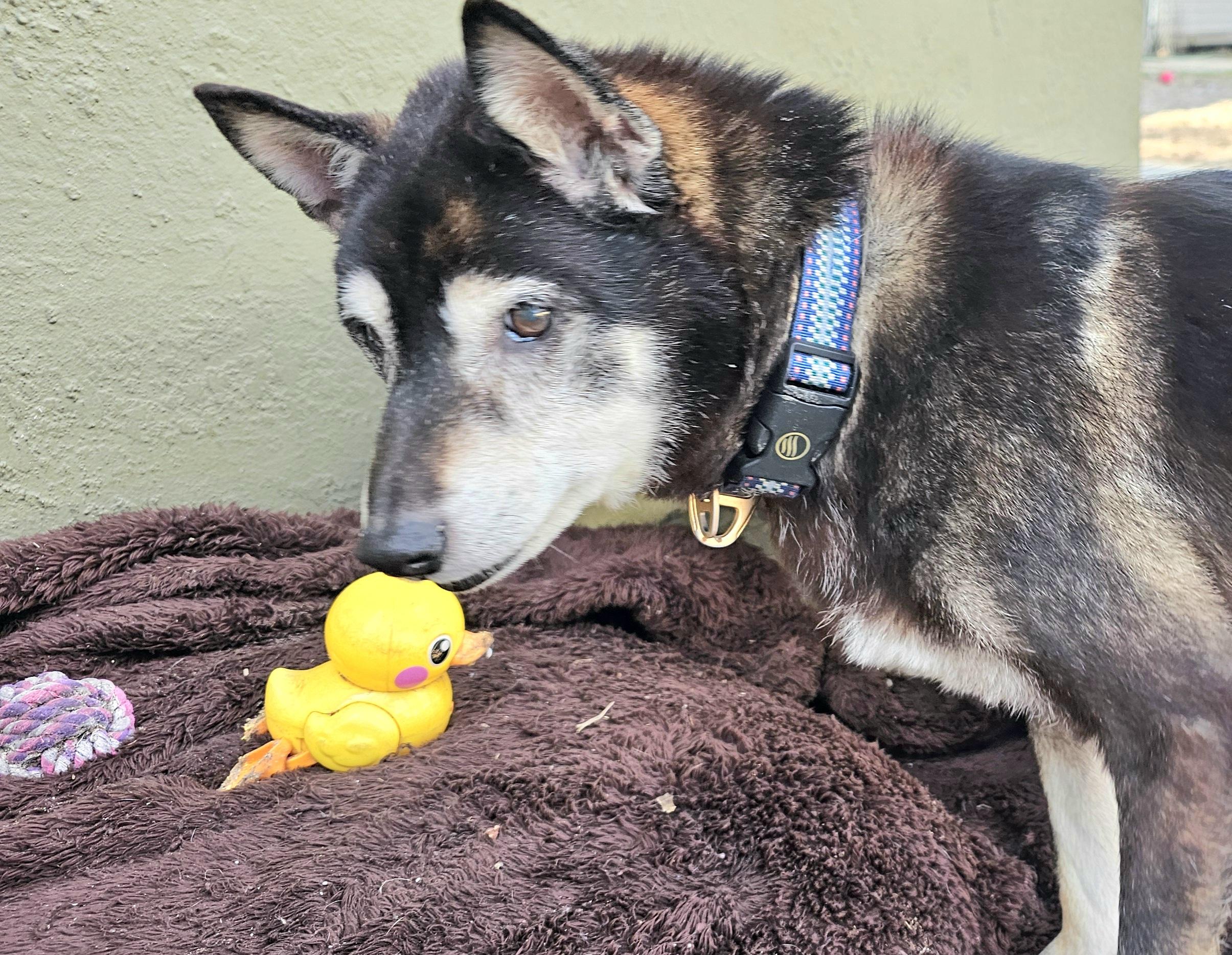 Enlarge Badger, a ADOPTABLE Shiba Inu in Weeki Wachee, FL image 3/6