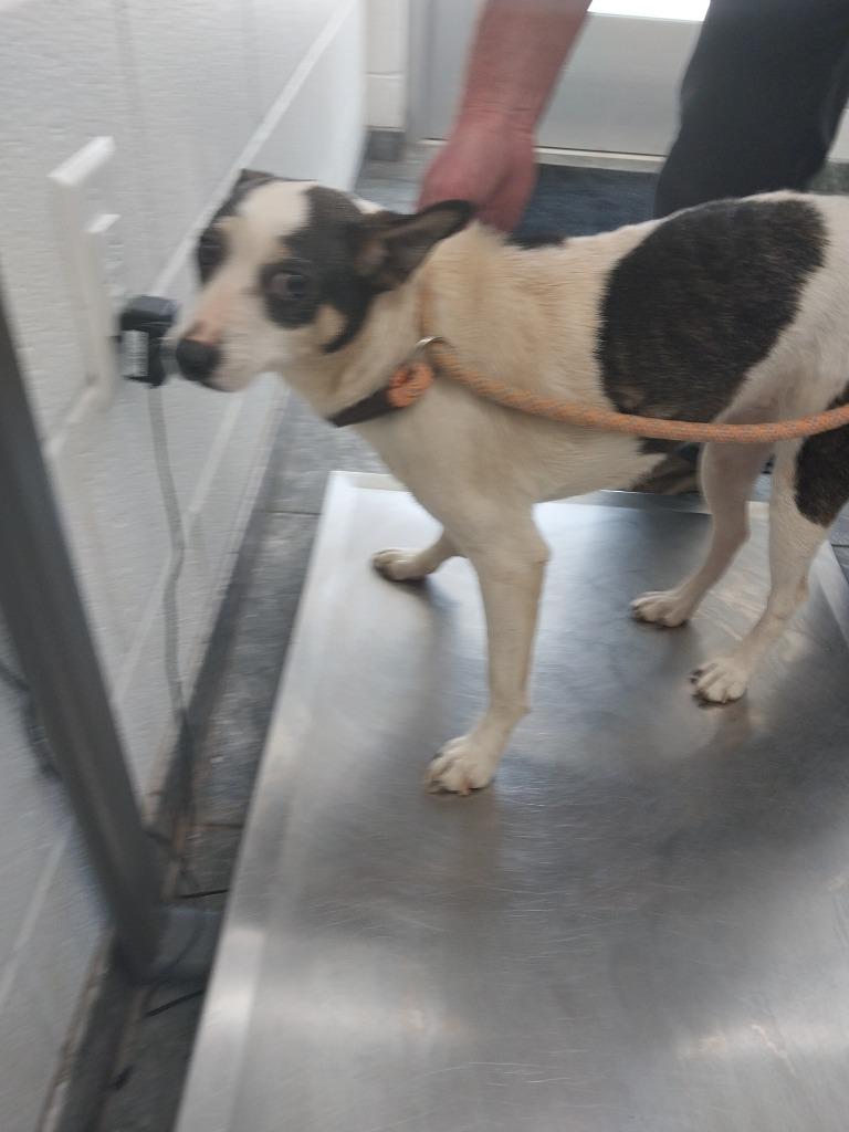 Sheila, Adoptable, Adult Female Mixed Breed.