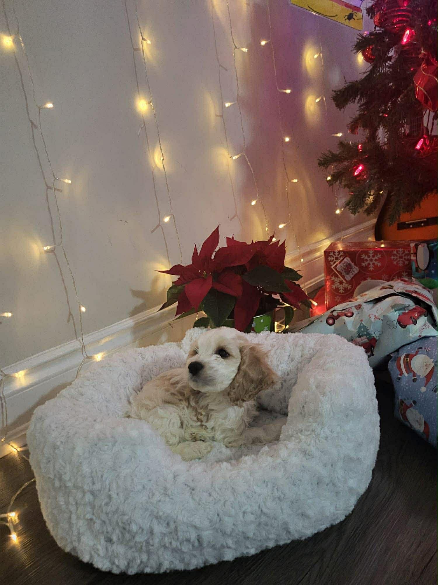 BRIDGET, an adopted mixed breed in Richmond Hill , ON image 1/4