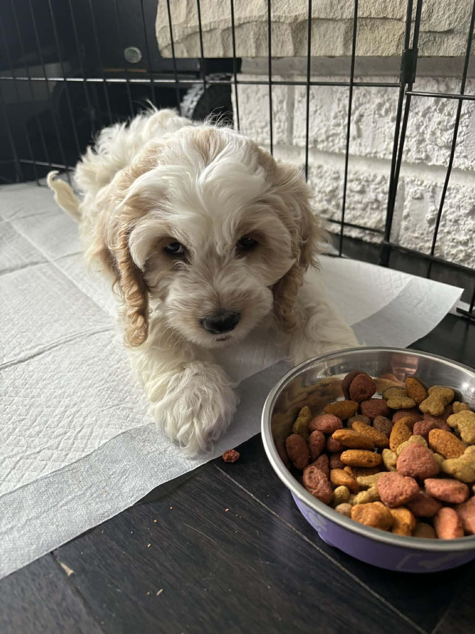 BRIDGET, an adopted mixed breed in Richmond Hill , ON image 4/4