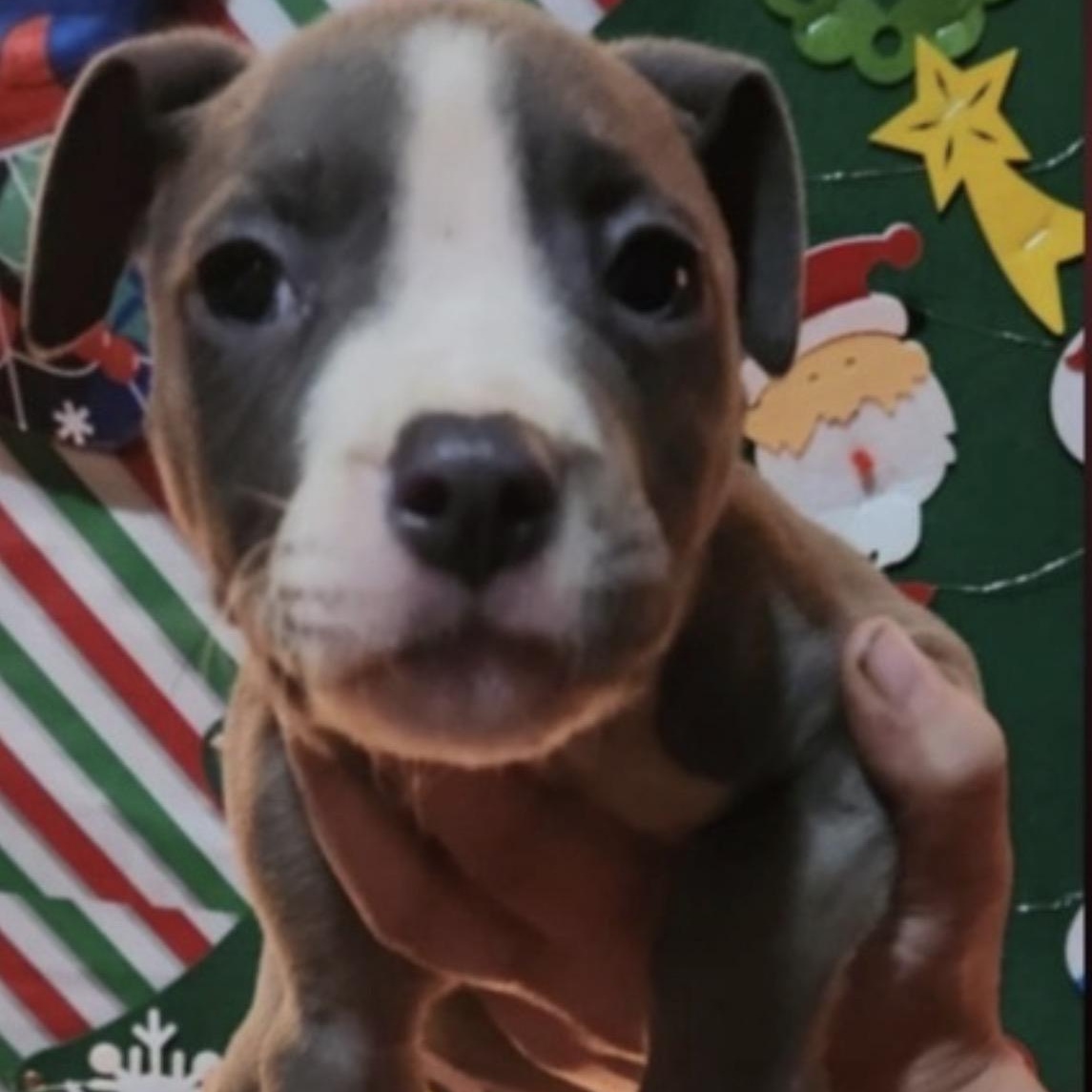 Enlarge Nemo, a Adoptable mixed breed in Hamilton , NJ image 1/1