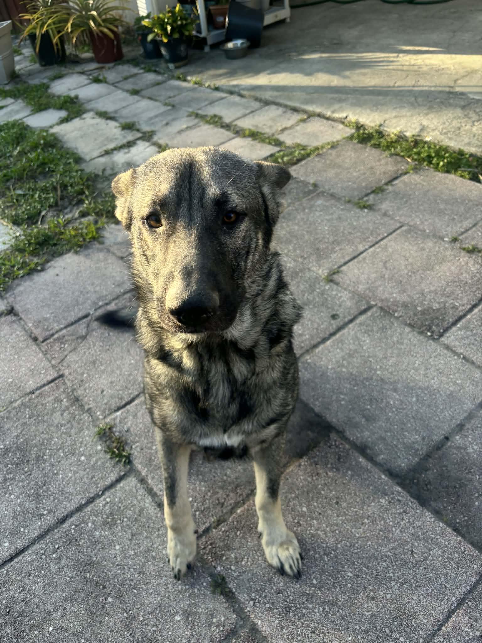 Enlarge Skie 3055, a Adoptable German Shepherd Dog in Pompano Beach, FL image 1/2