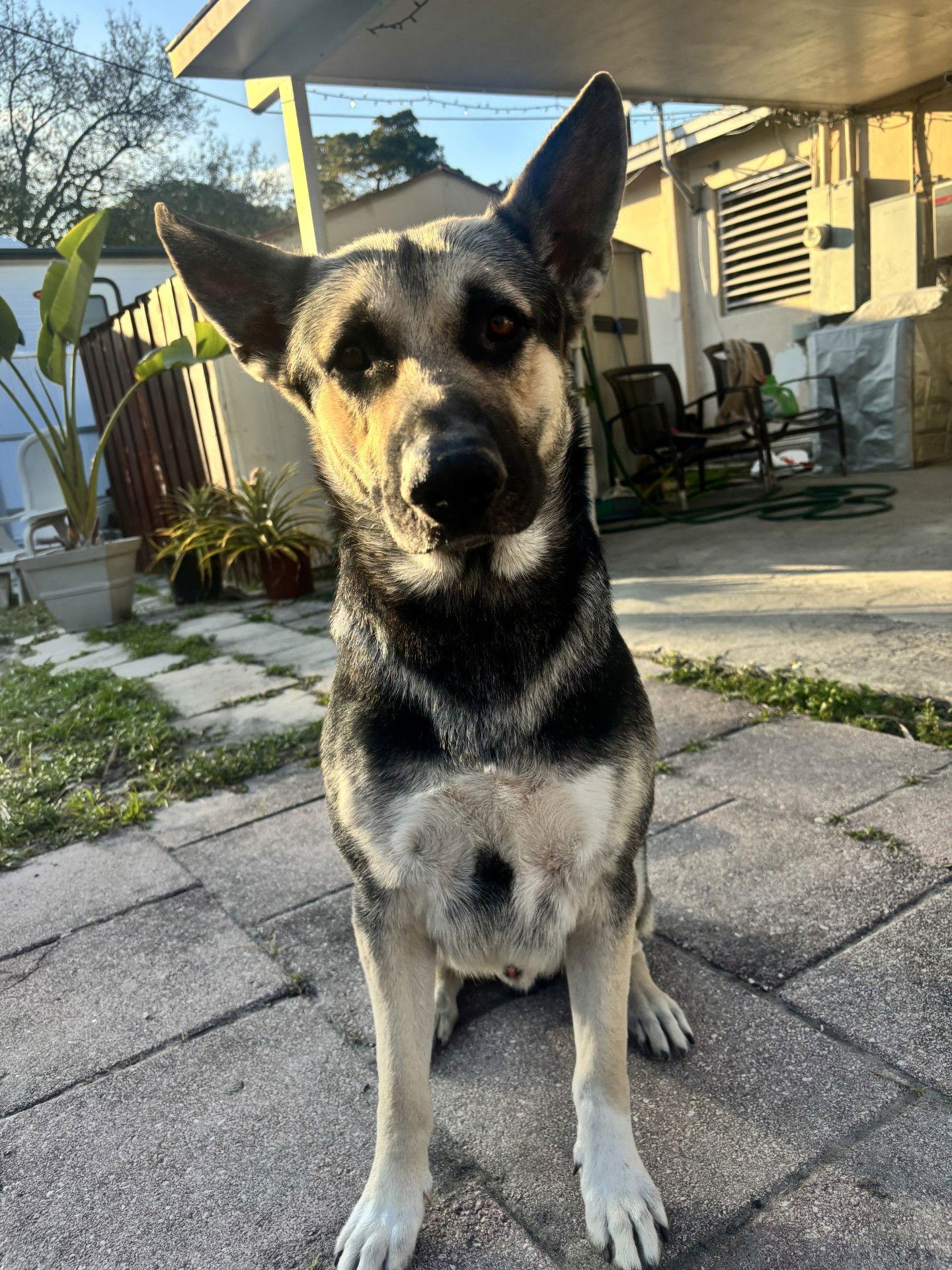 Shadow 3155, Adoptable, Young Male German Shepherd Dog.